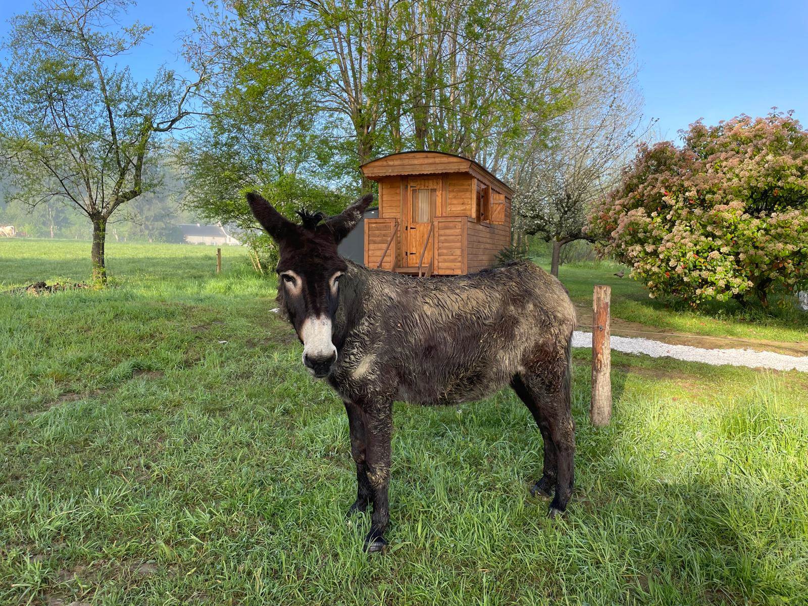Accueil d'ânes-carousel