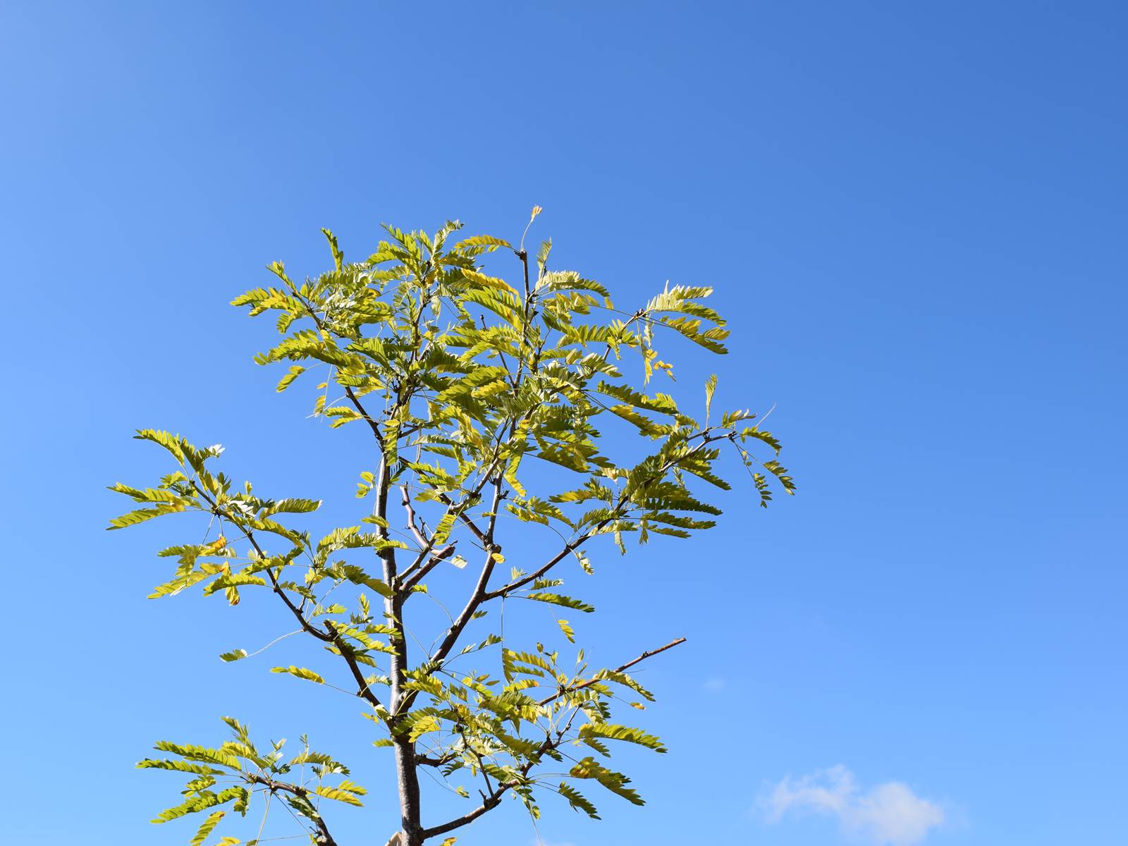 Nouvelles plantations