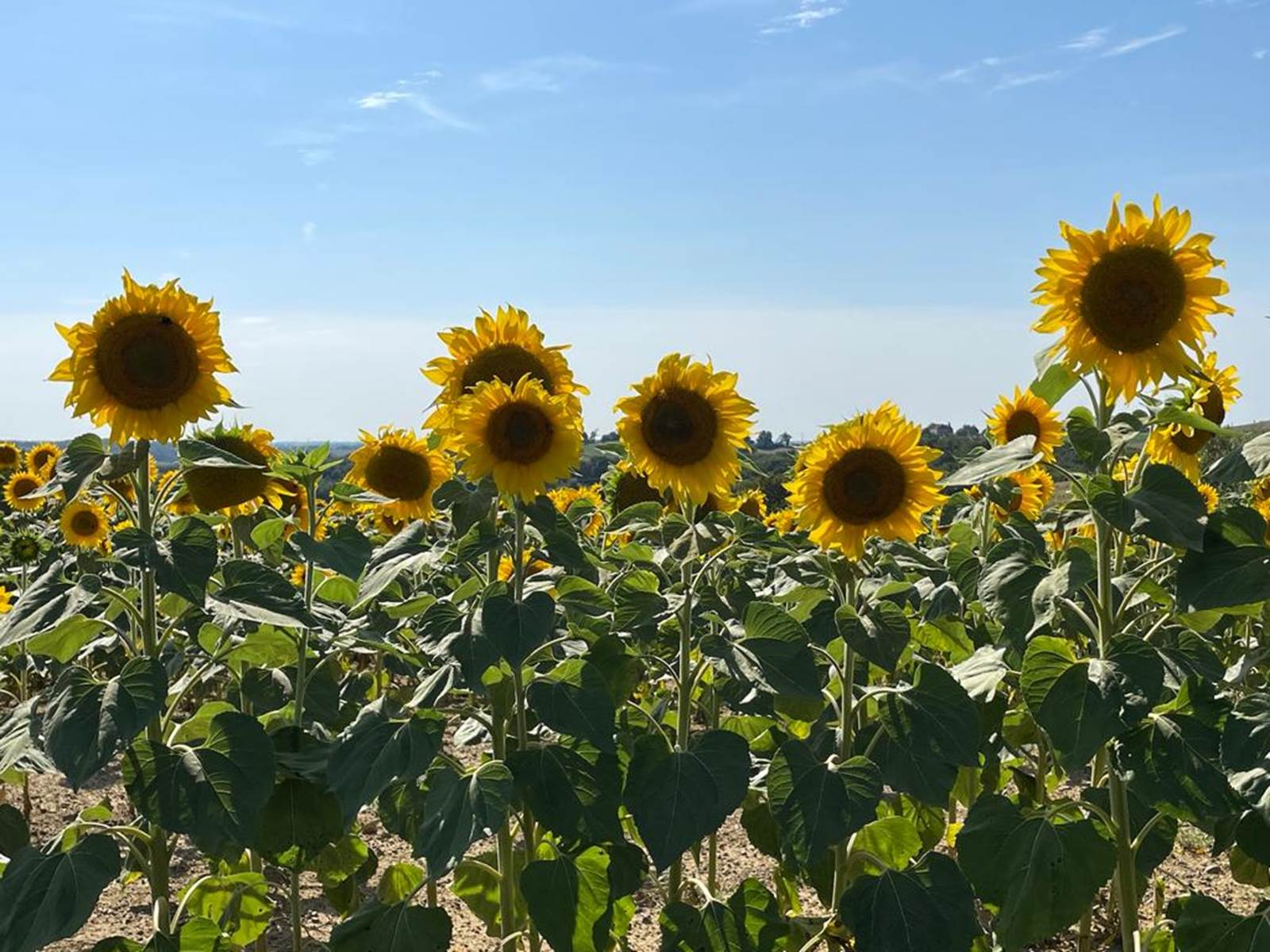 Domaine_de_Calabel©_Pouylebon_vacances_piscine_gers_tournesol-carousel