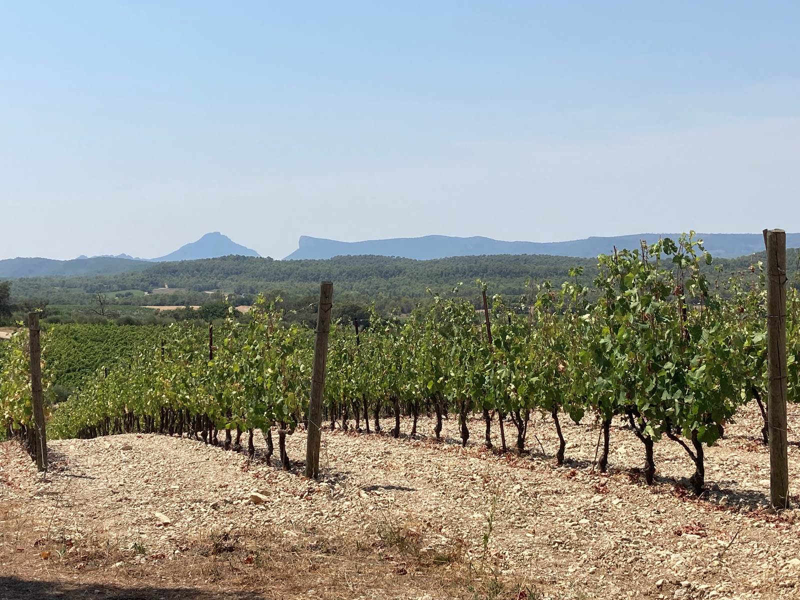 vignes vue Pic Saint Loup et Hortus