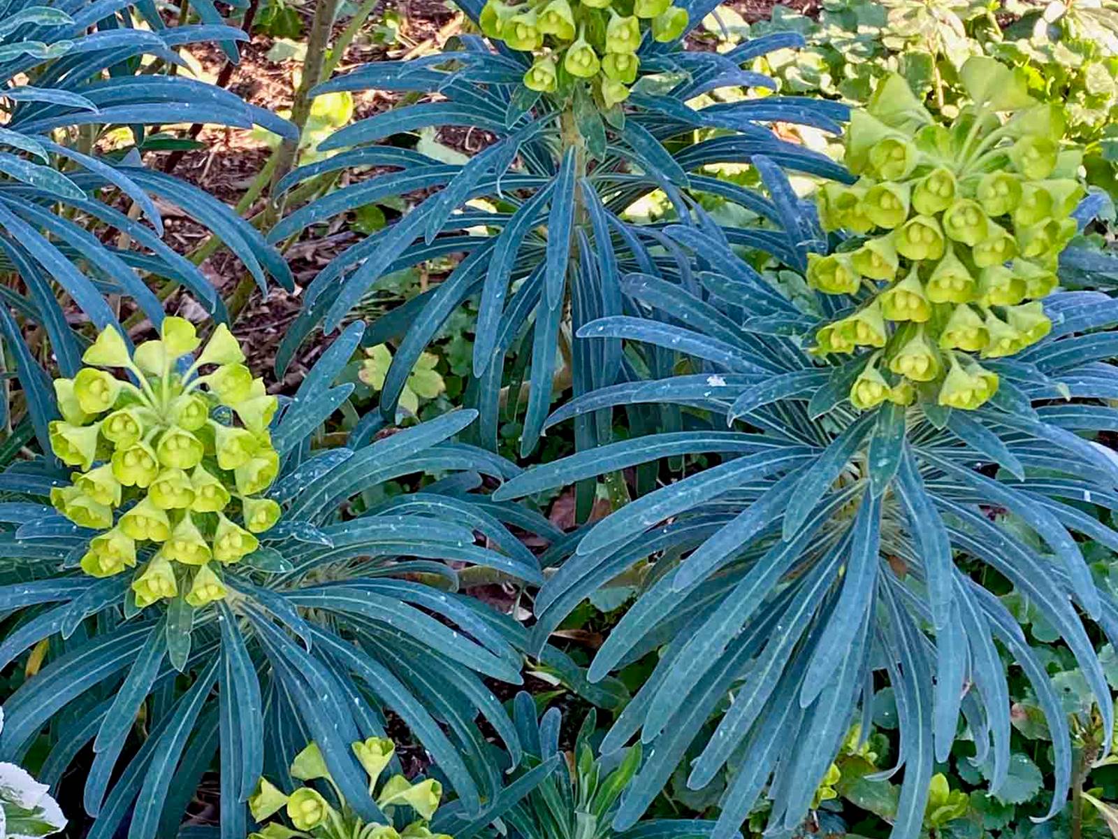 guidemyriam Euphorbia x martinii