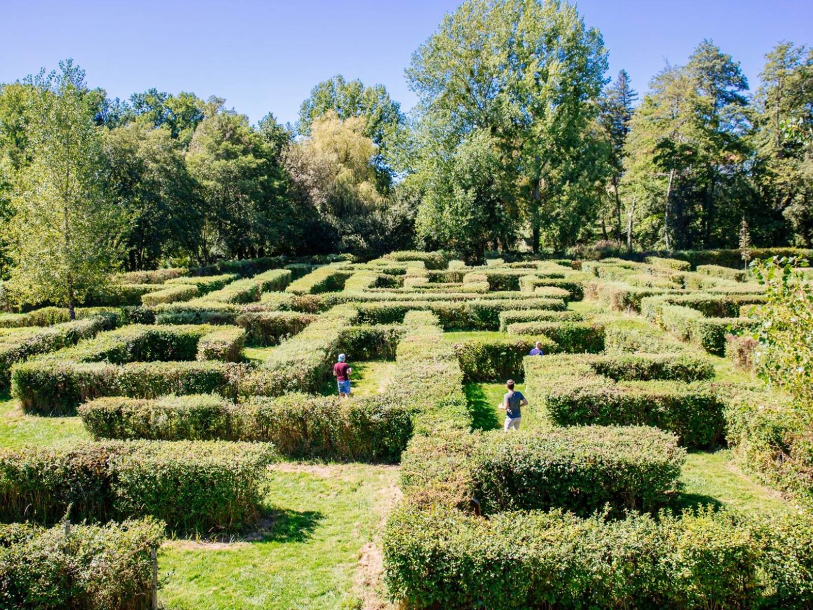 labyrinthe végétal-carousel