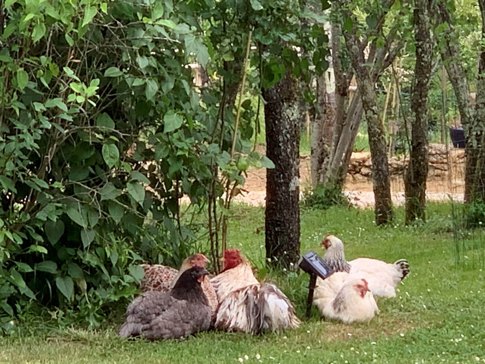 Les poules
