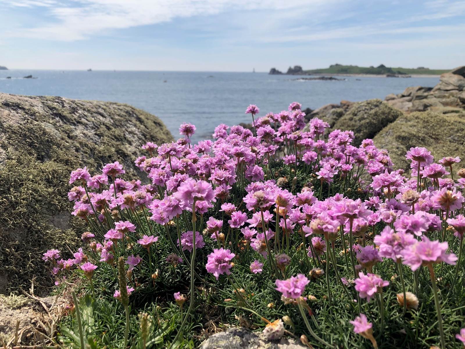 Location-Finistère Nord-Pays d'Iroise. Armérias-GR34, proche "Terre d'Iroise"