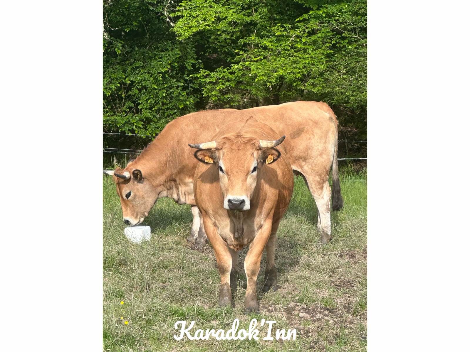 aubrac