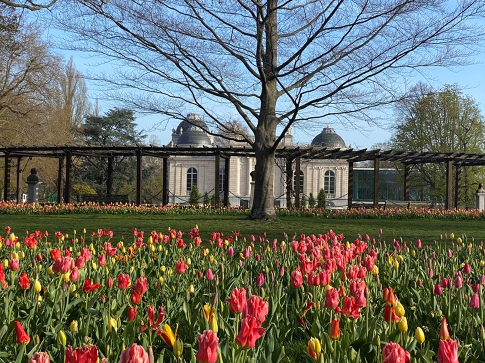 Tulipes a` la Boverie-carousel