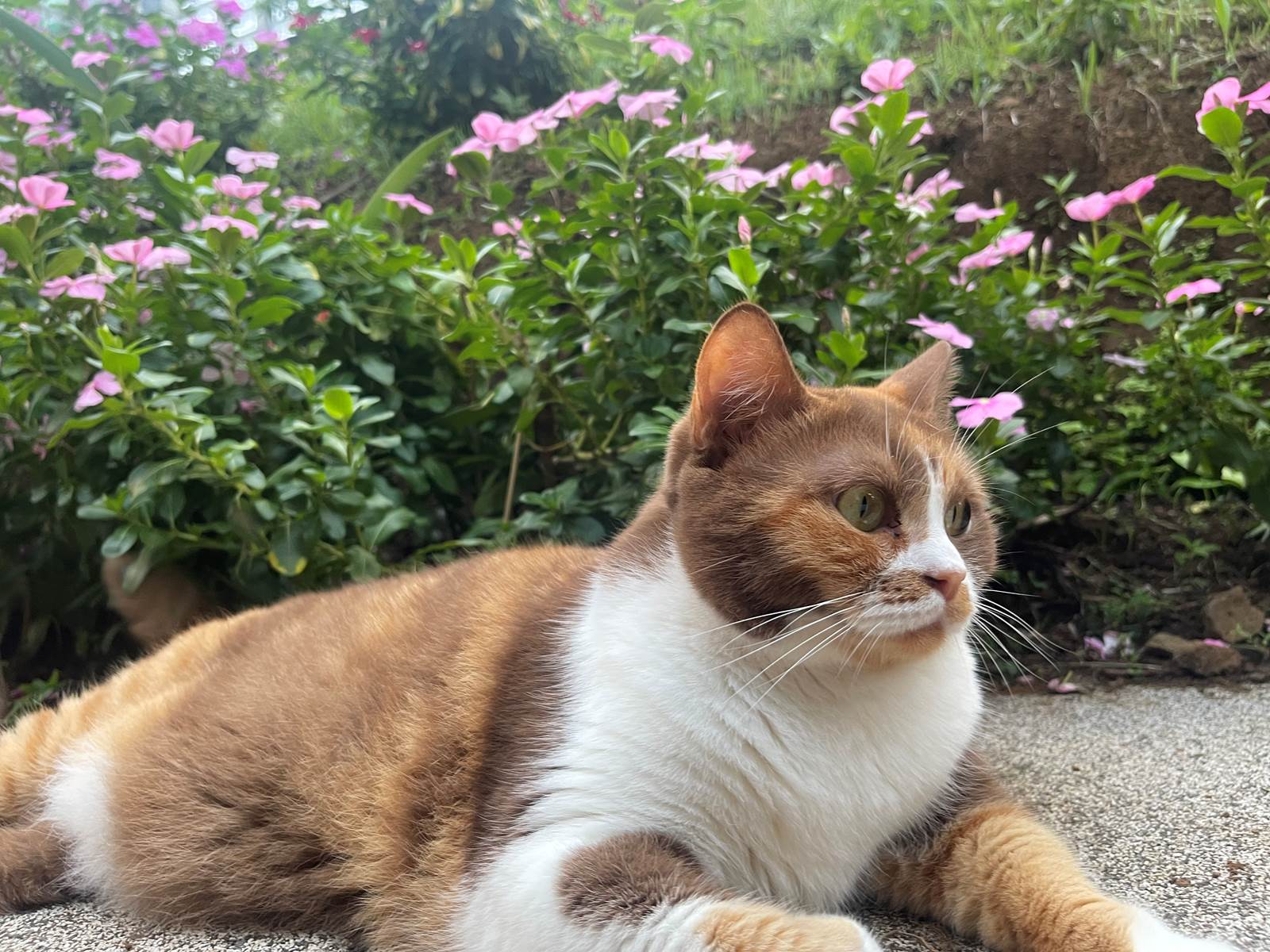 Le chat de la maison