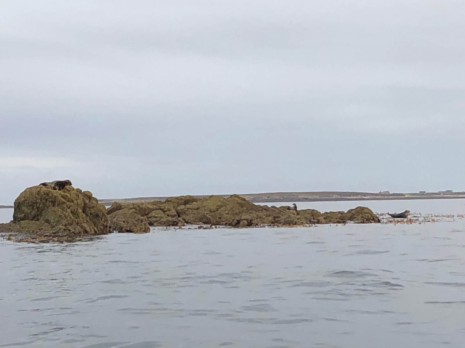 Sortie en mer-Phoques-Séjour-Terre d'Iroise
