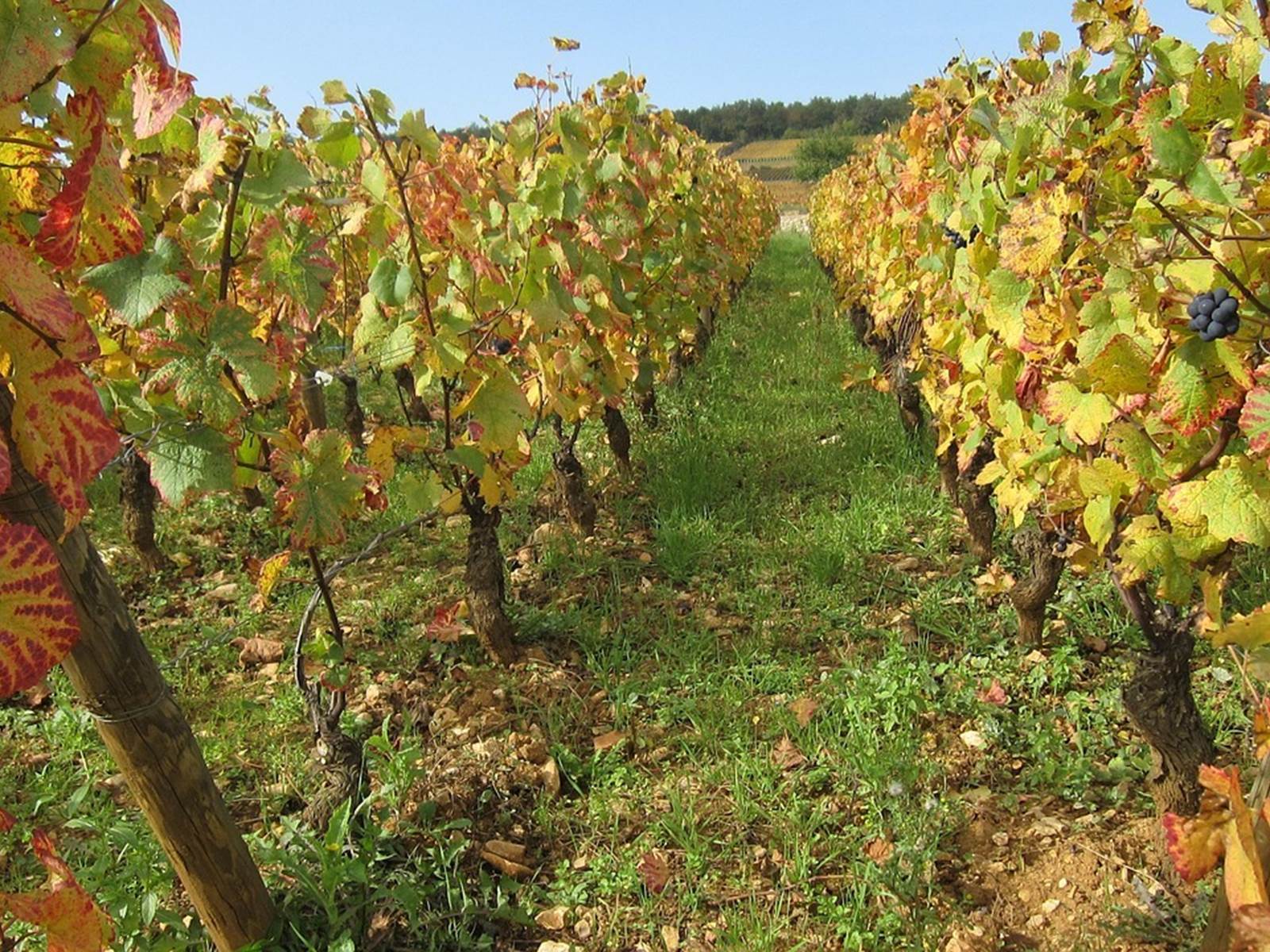 hébergement-proche-des-coteaux-lyonnais