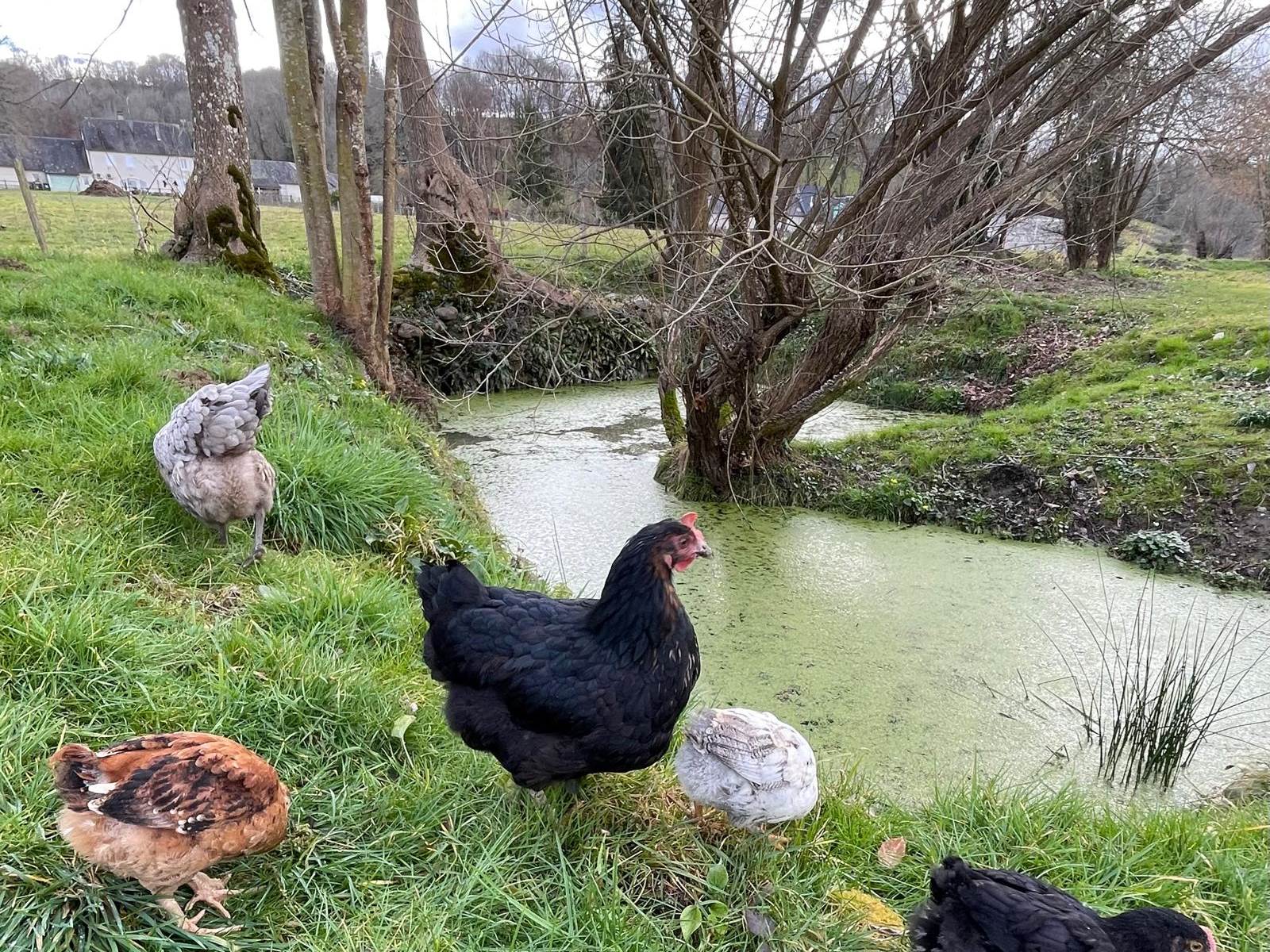Notre joyeuse tribu-carousel
