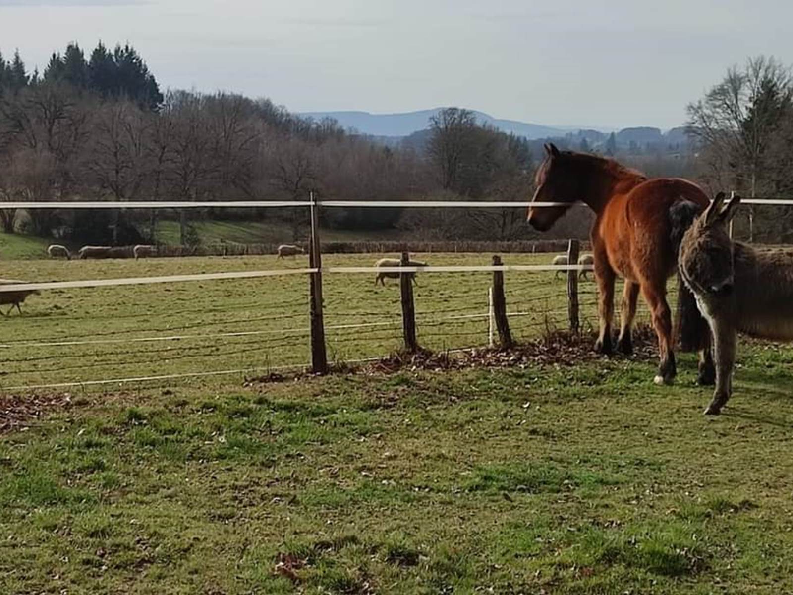 chambreshotes-animaux-cantal-cheval-ane