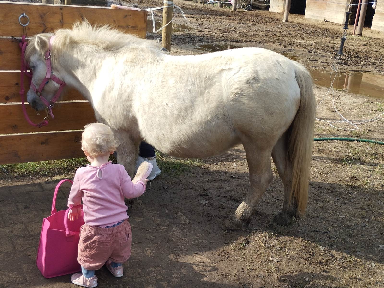 balade à poney Pyrénées-Orientales  promenade poney 66  activité enfant Pyrénées-Orientales  poney club 66  centre équestre Pyrénées-Orientales  balade à cheval 66  activité famille Pyrénées-Orientales  équitation enfant 66  balade à poney près de Perpignan  balade à poney bompas, claira, toreilles, barcares, canet en roussillon, sainte marie, Thuir, Pézilla, elne, cabestany, rivesaltes, saint estève-galerie