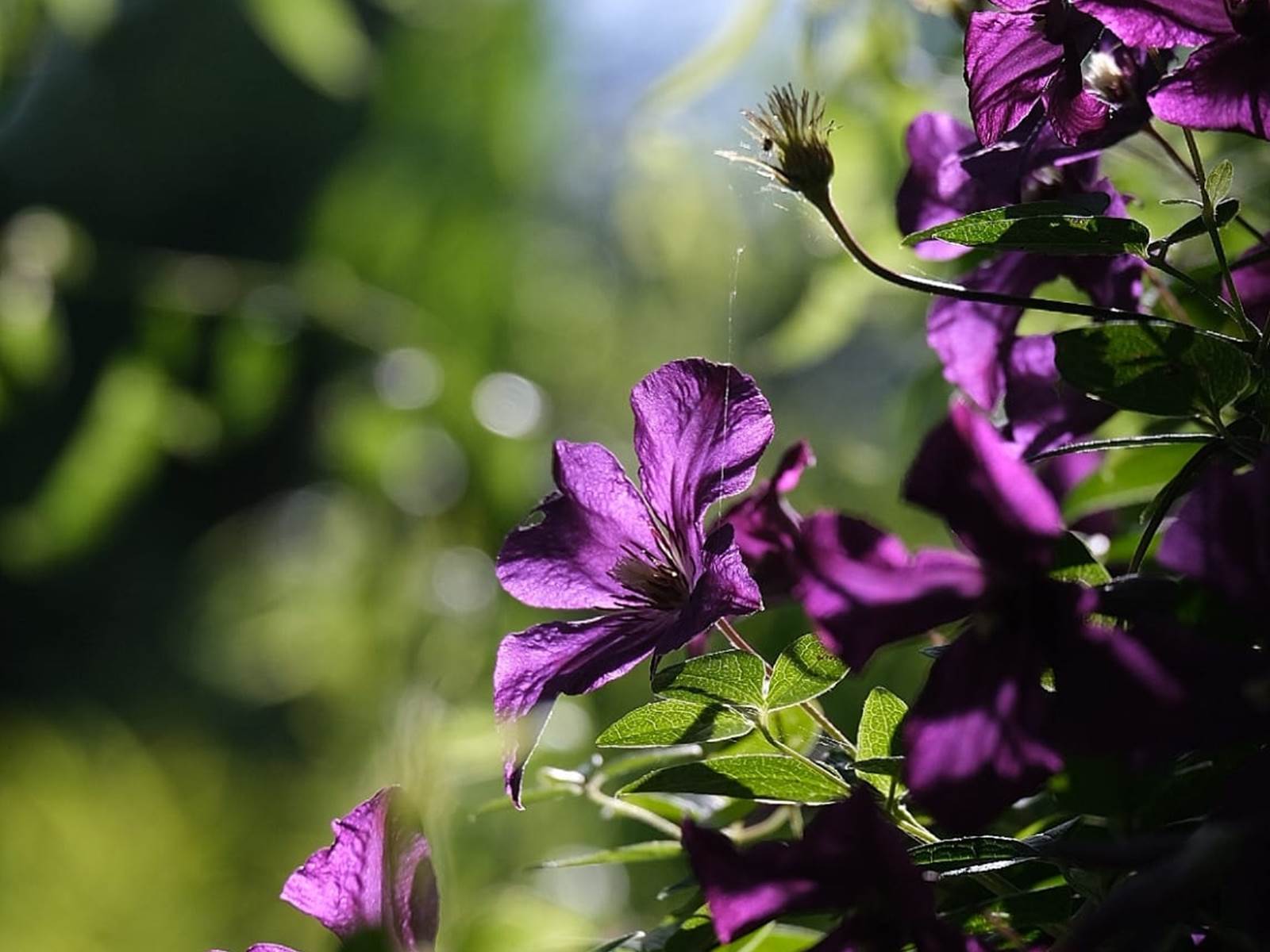 Les magnifiques fleurs du jardin