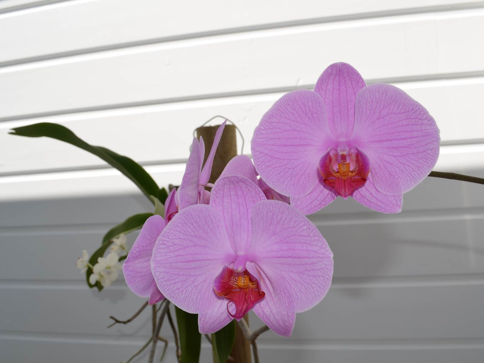 Orchidée