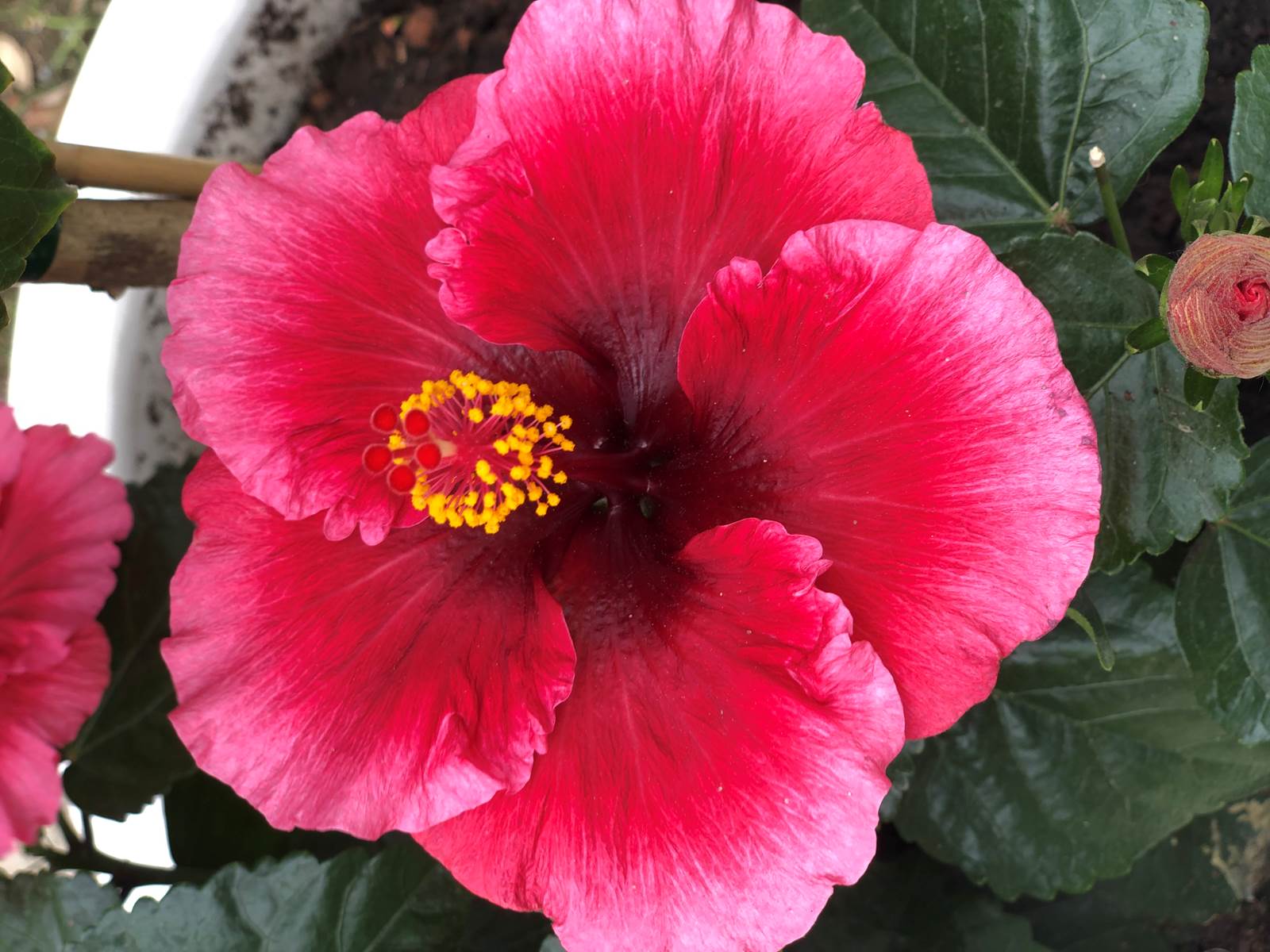 hibiscus du jardin