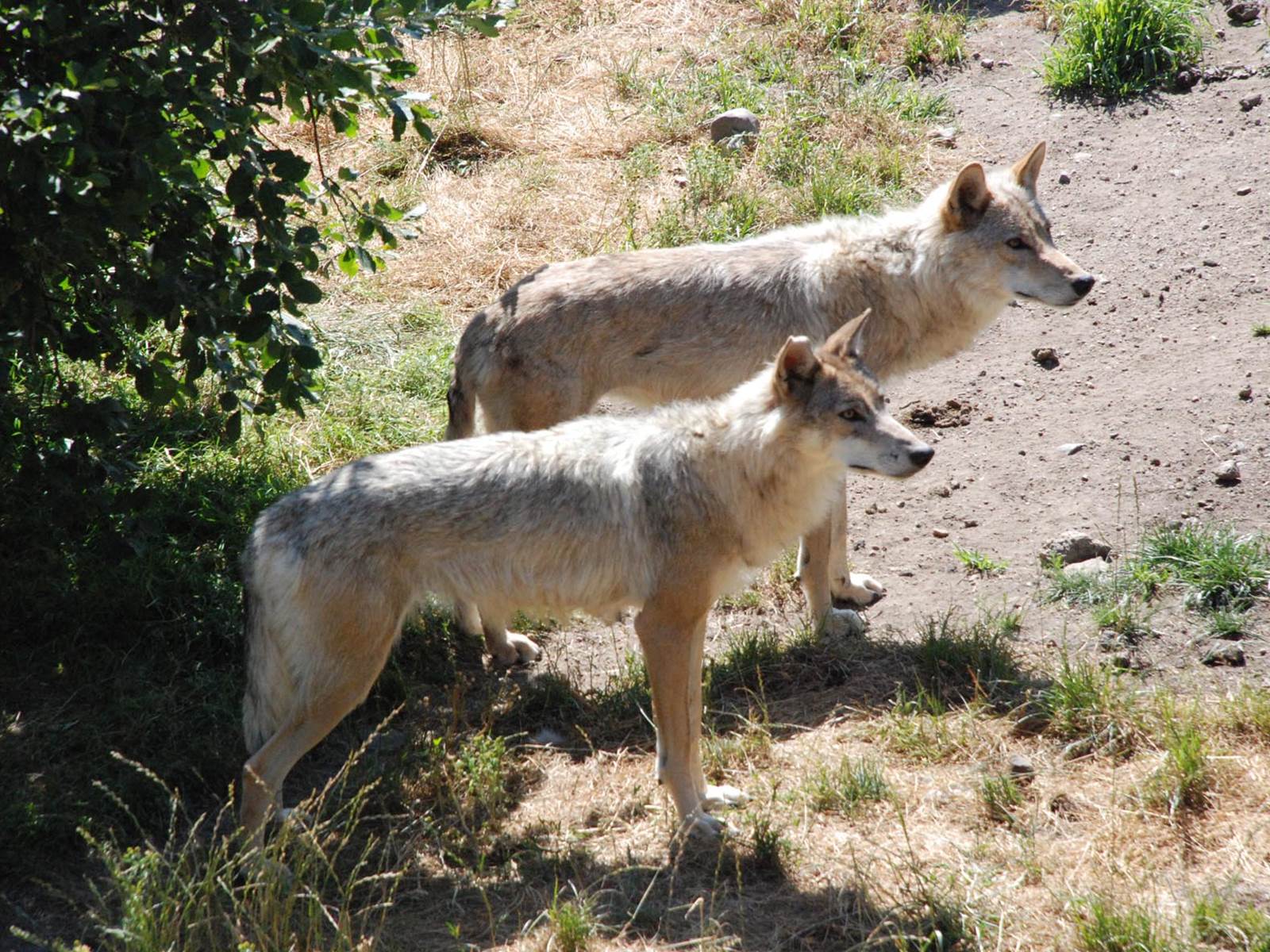 Les visites des environs: au pays de la Bête du Gévaudan (la légende), le Parc des Loups du Gévaudan, une réalité plus heureuse et agréable