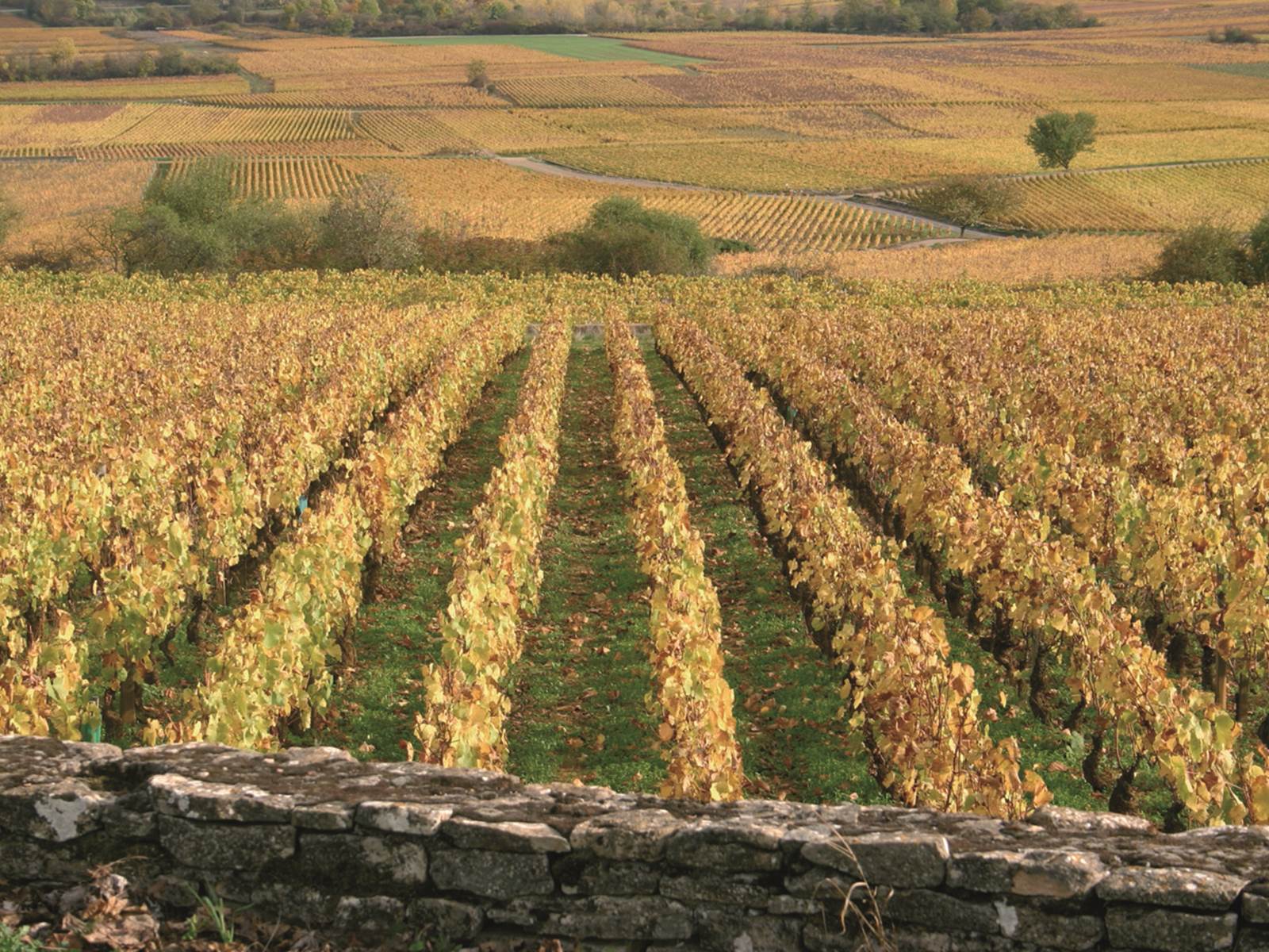 Automne dans les vignes de Meursault-carousel