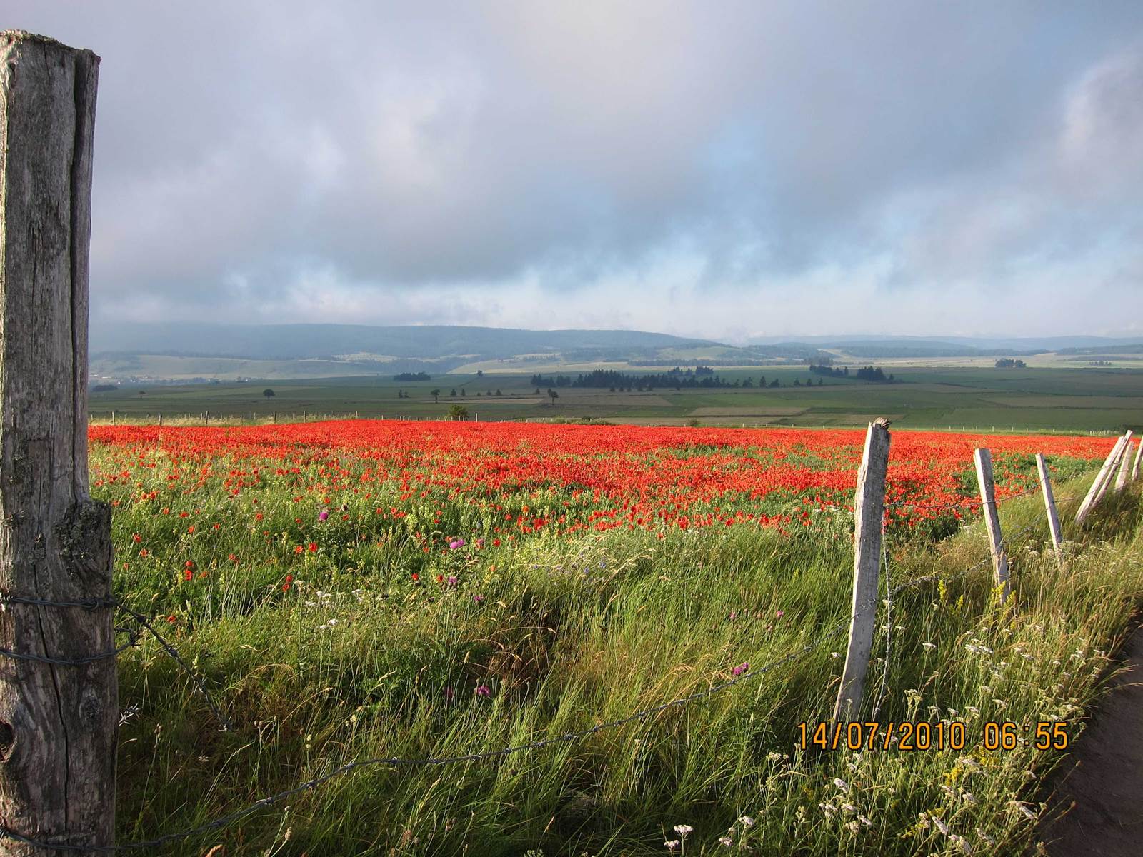 coquelicot