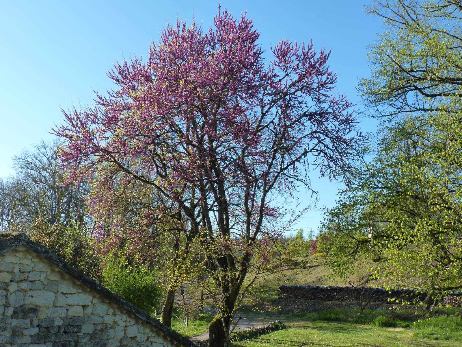 Arbre de judée-carousel