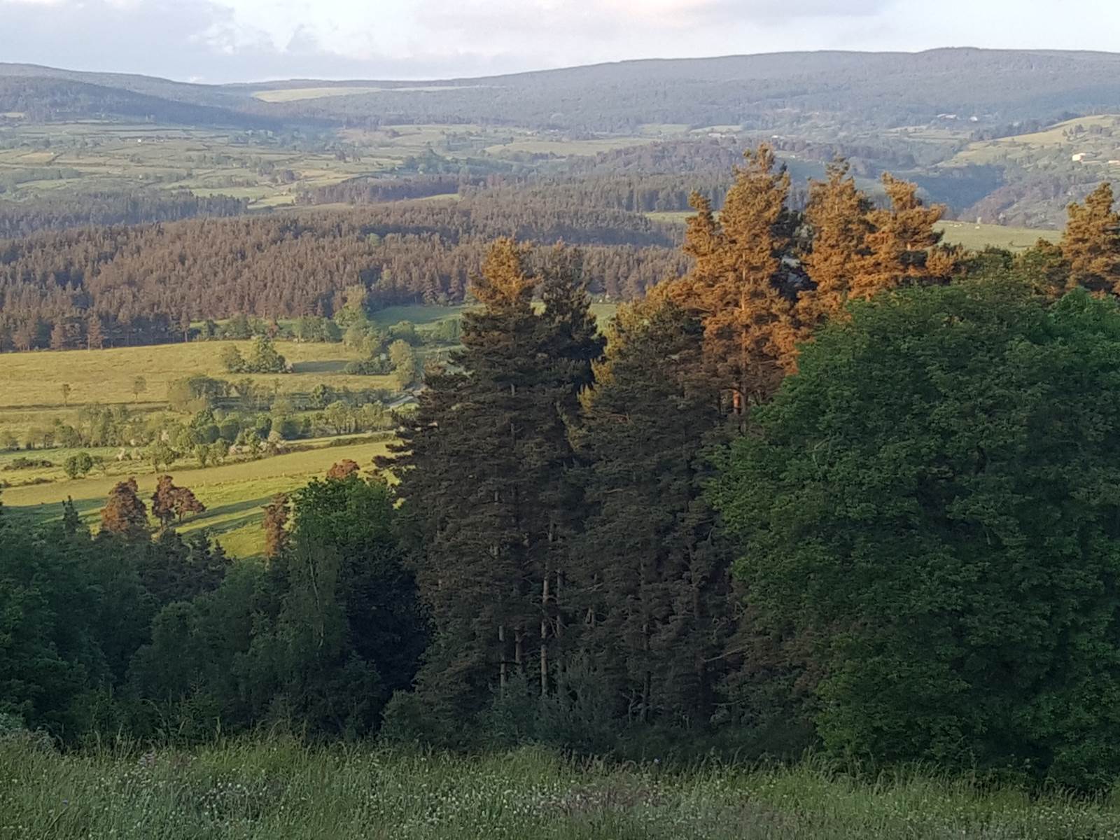 Des forêts: pensez "sylvothérapie" !