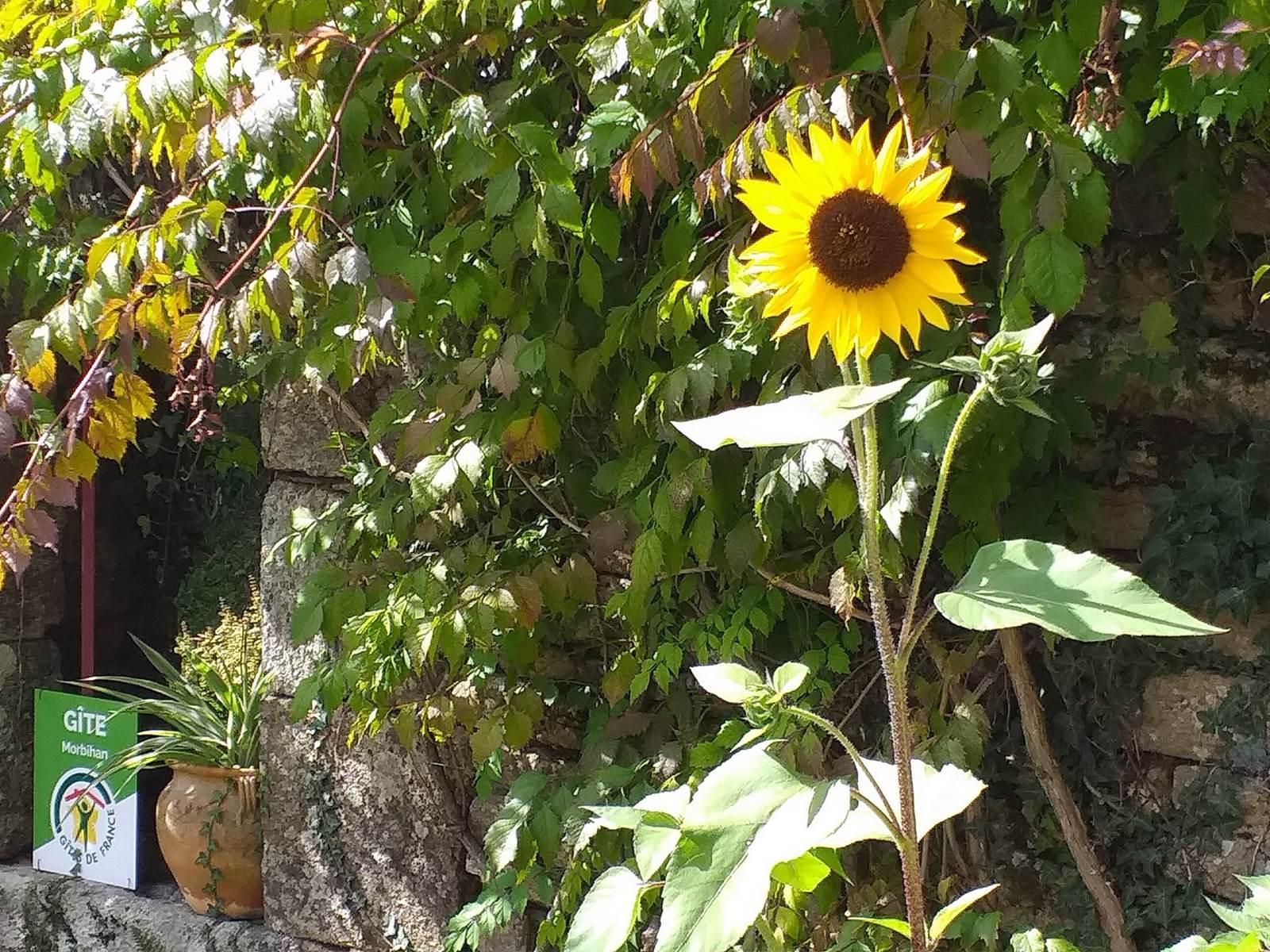 Pierres et végétation au Gîte-carousel