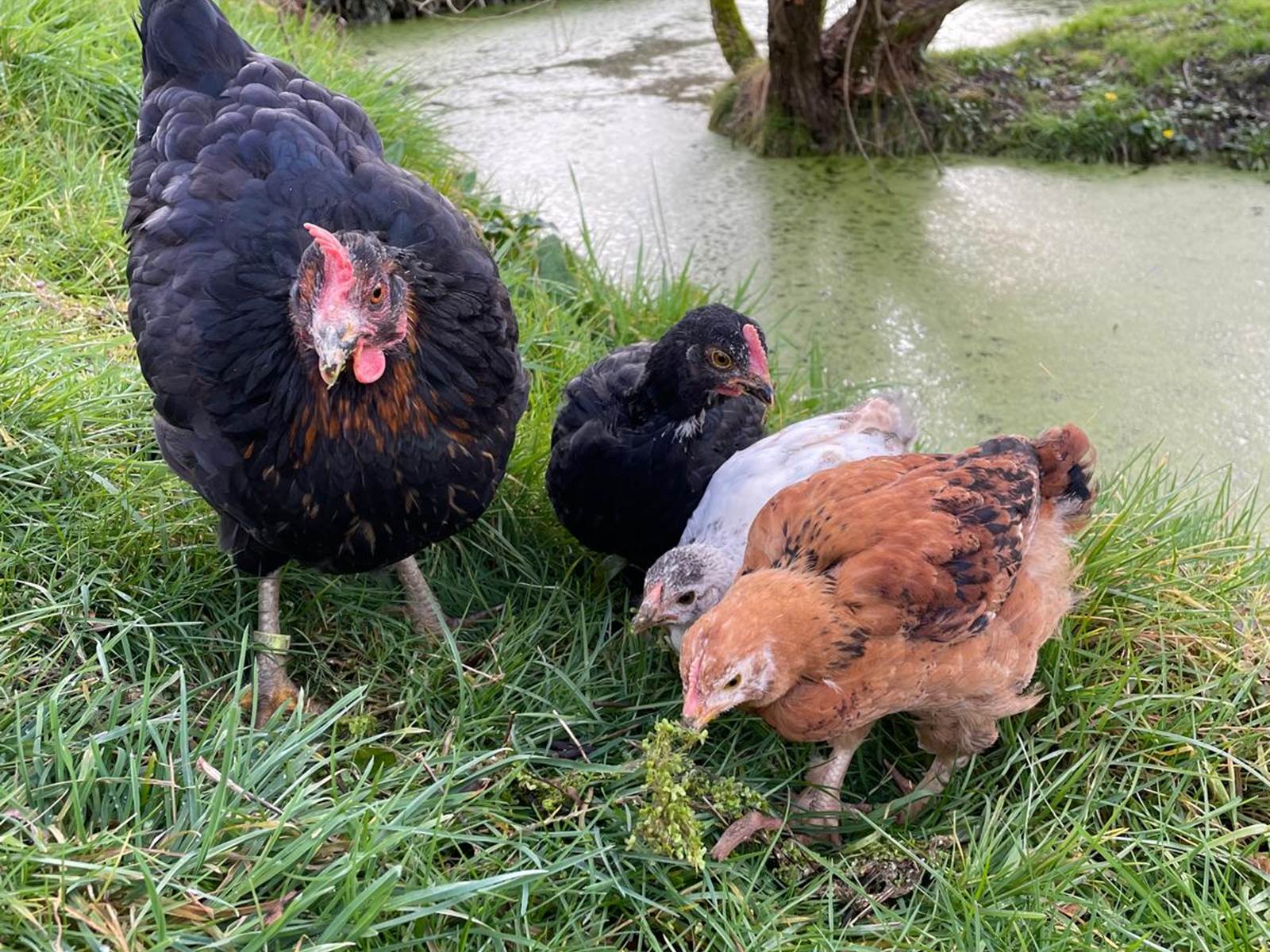 Les nouveaux piafs!-carousel