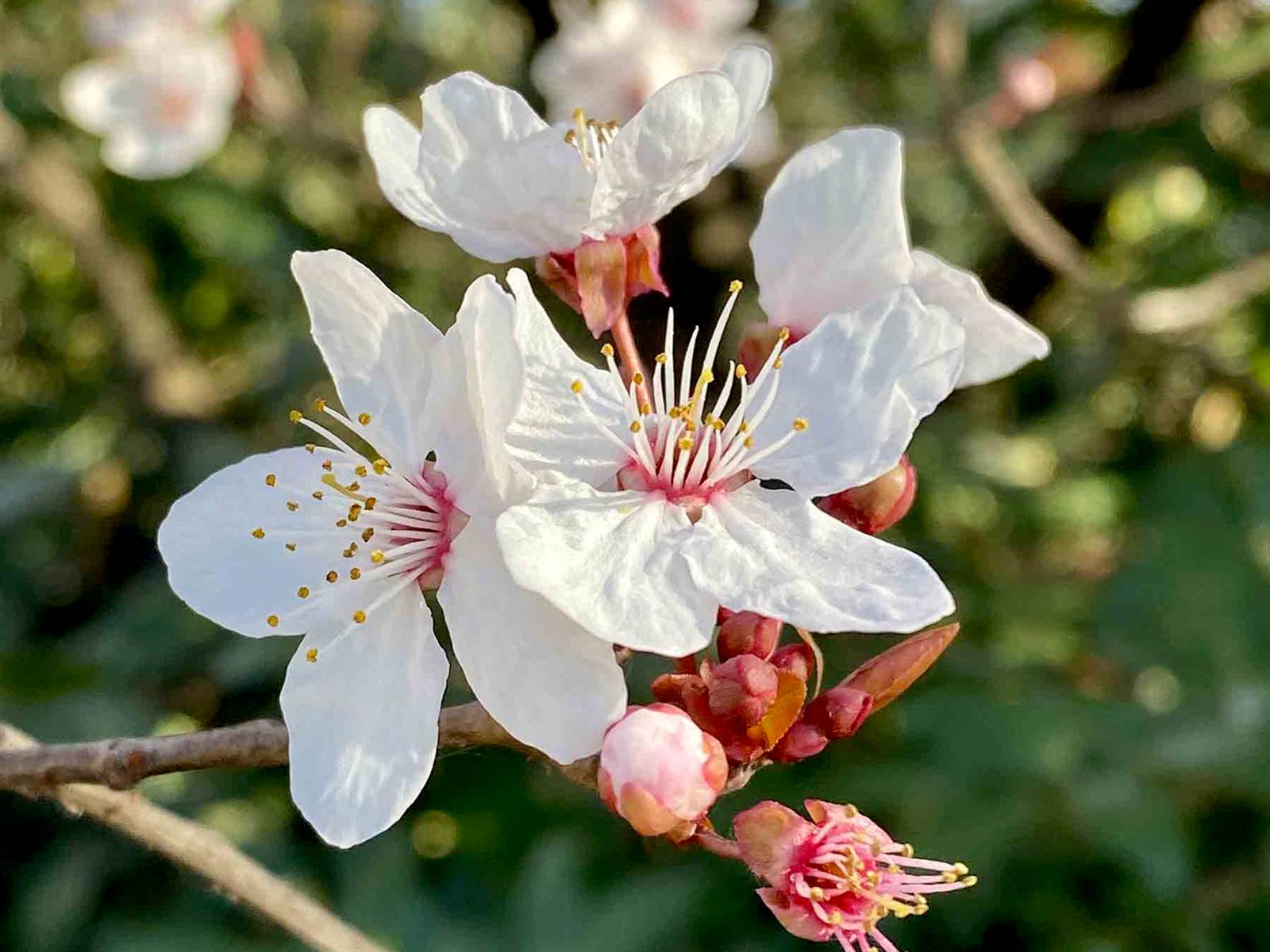 guidemyriam Fleurs de cerisier au printemps