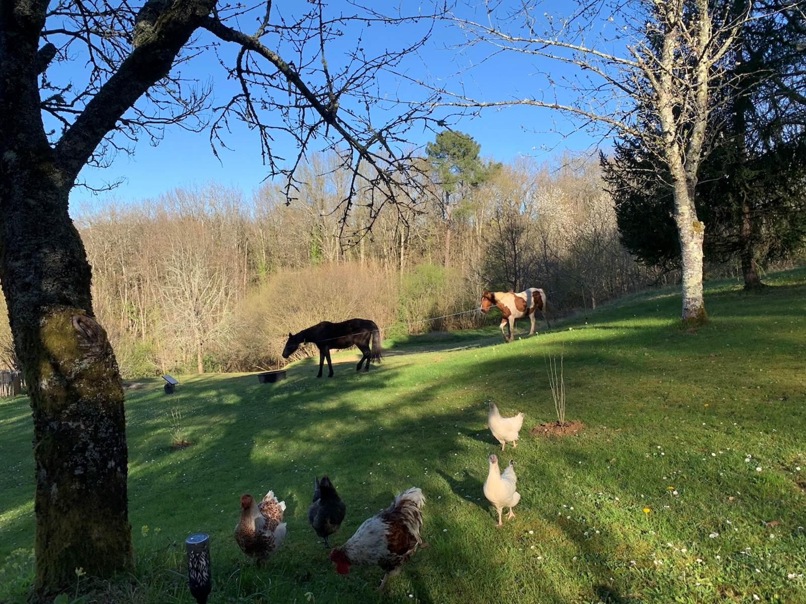Les chevaux et poules à côté du gîte