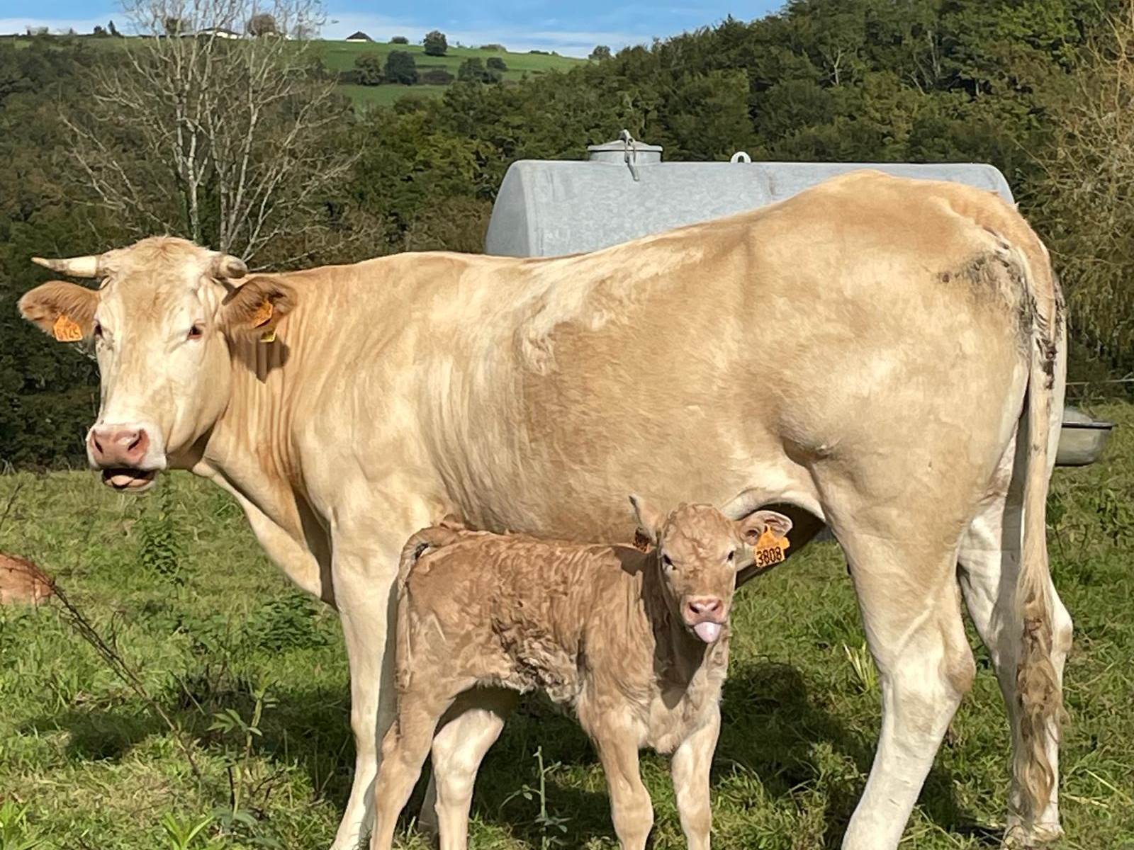 Les copines d'à côté-carousel