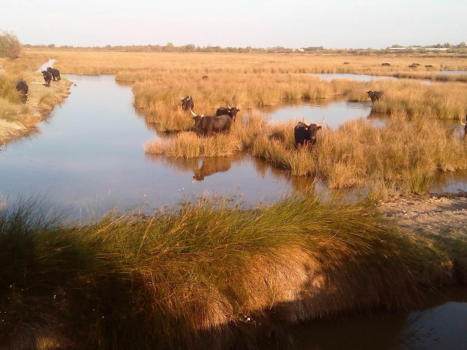 photo elephone 009 (2)