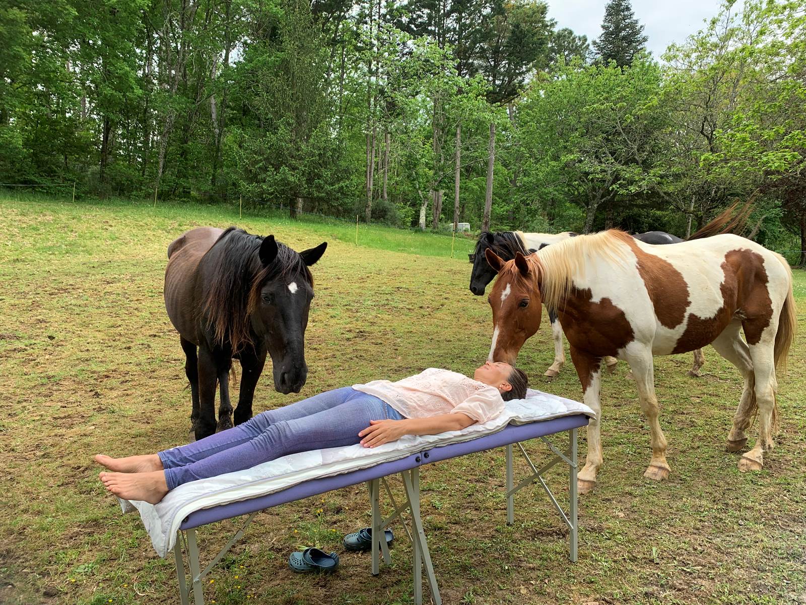 soin japonais: Reiki avec les chevaux