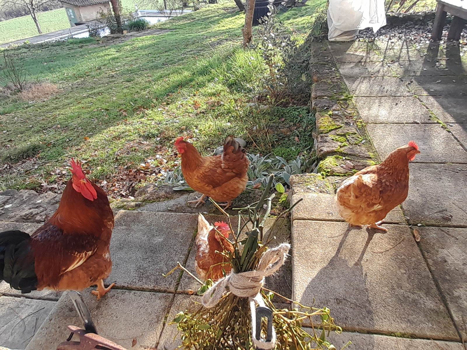 Domaine_de_Calabel©_Pouylebon_vacances_piscine_gers-carousel