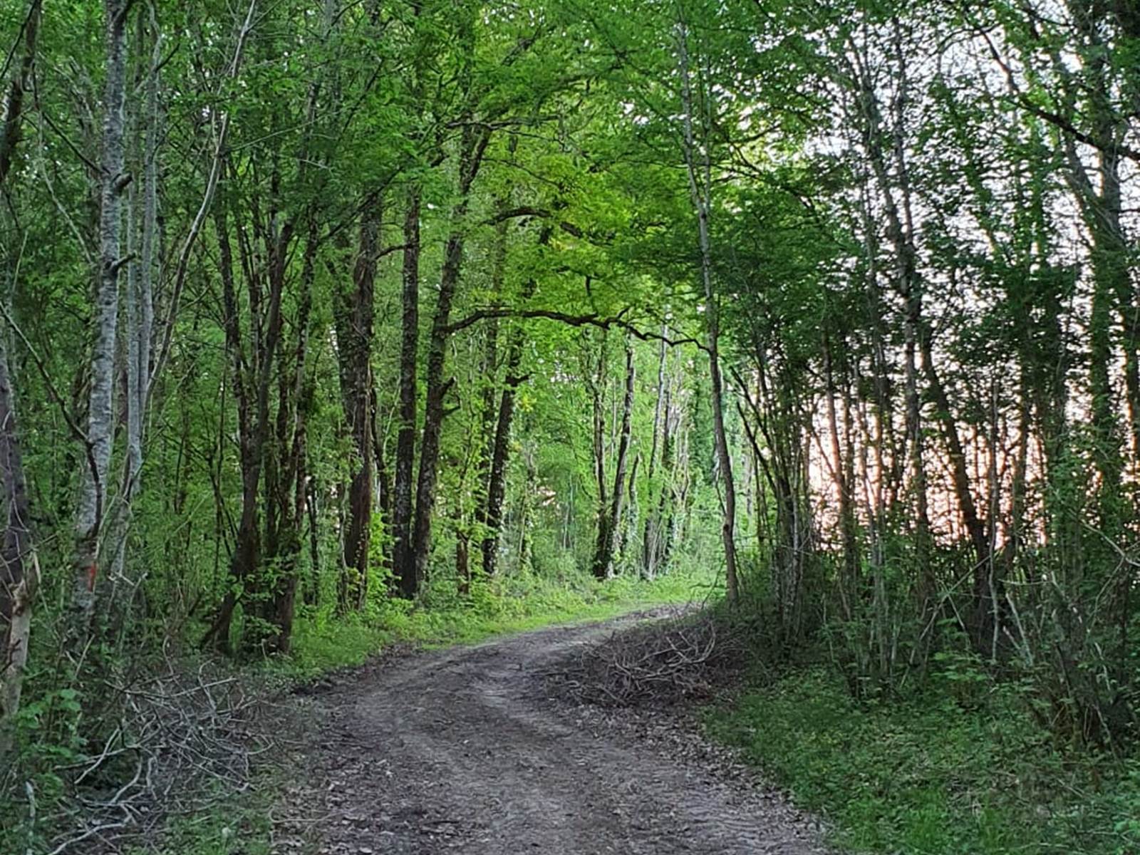 Activités familiales en plein air-carousel
