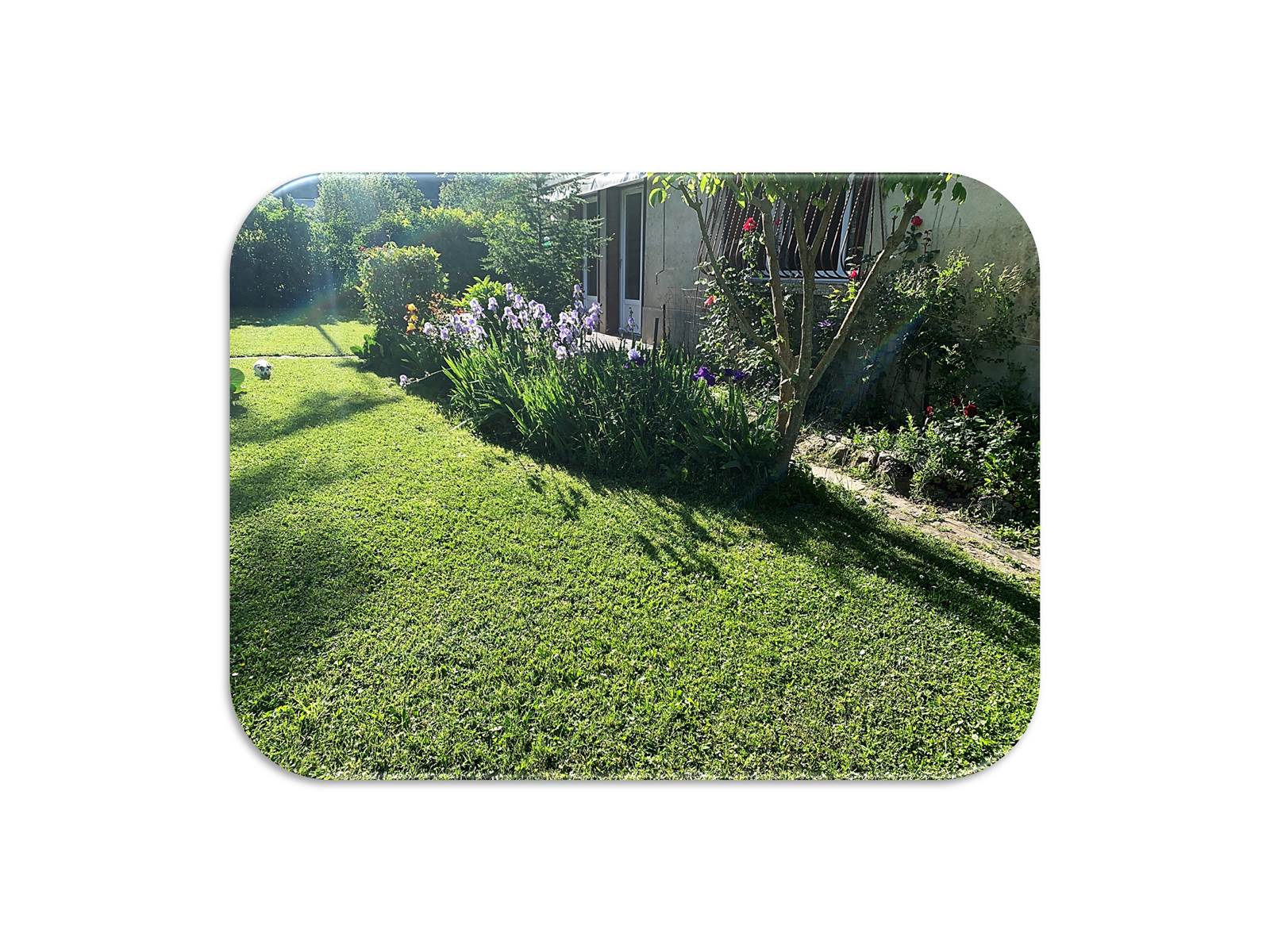 Terrasse Iris fond blanc