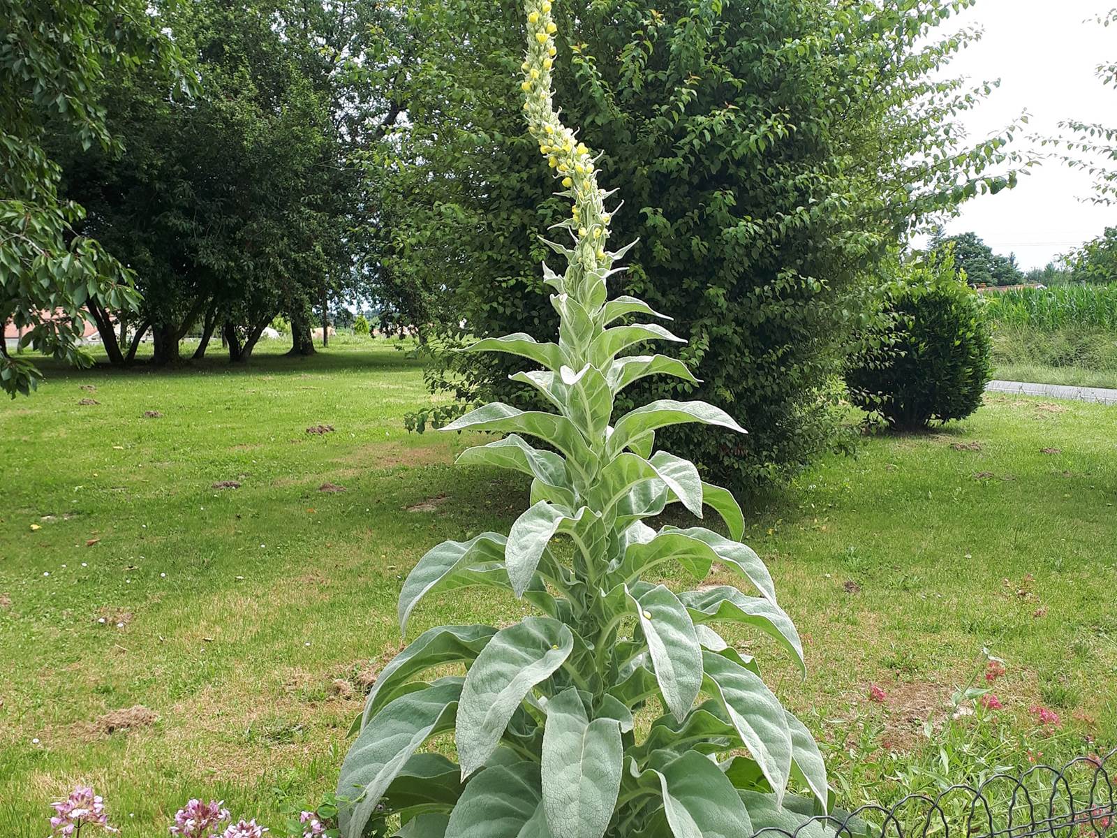 Jardin 1 OK