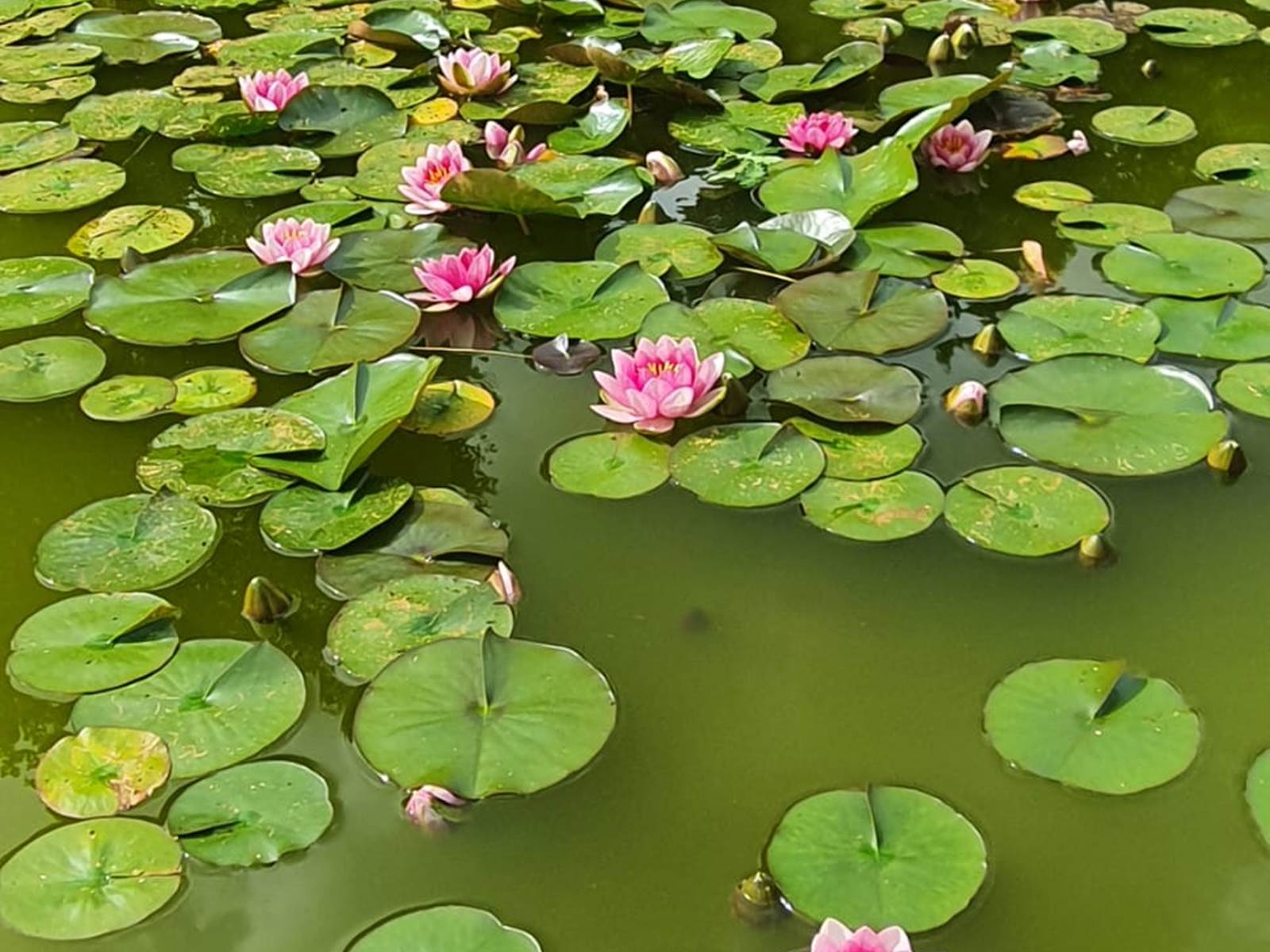 Nénuphars 1-carousel