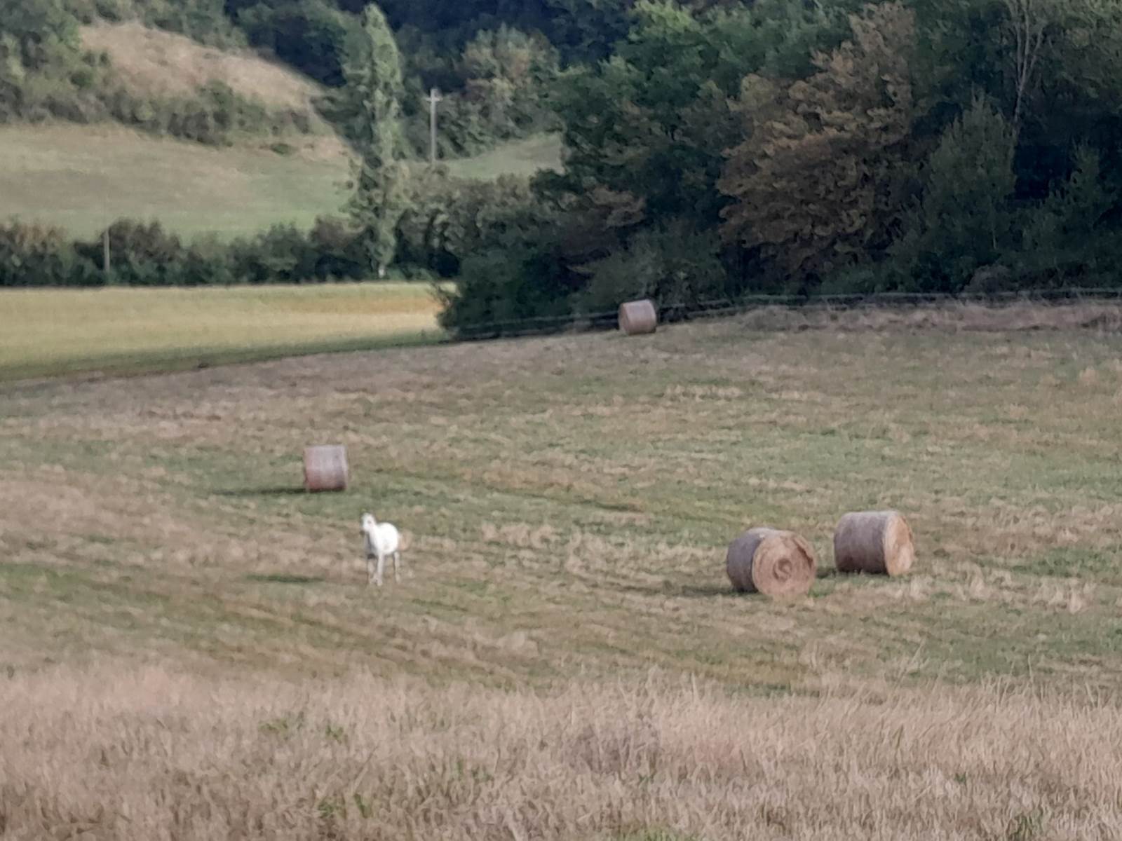 Domaine_de_Calabel©_Pouylebon_vacances_piscine_gers-carousel