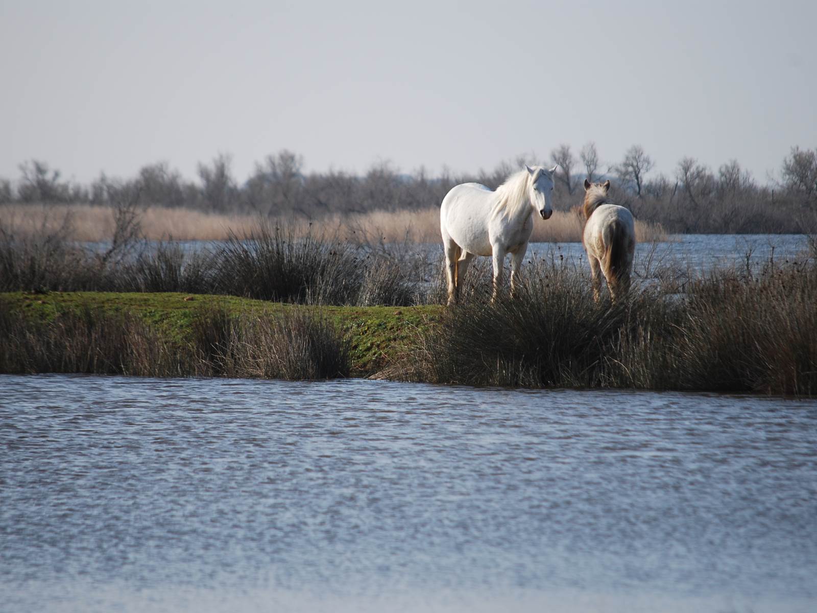 Chevaux de Camargue