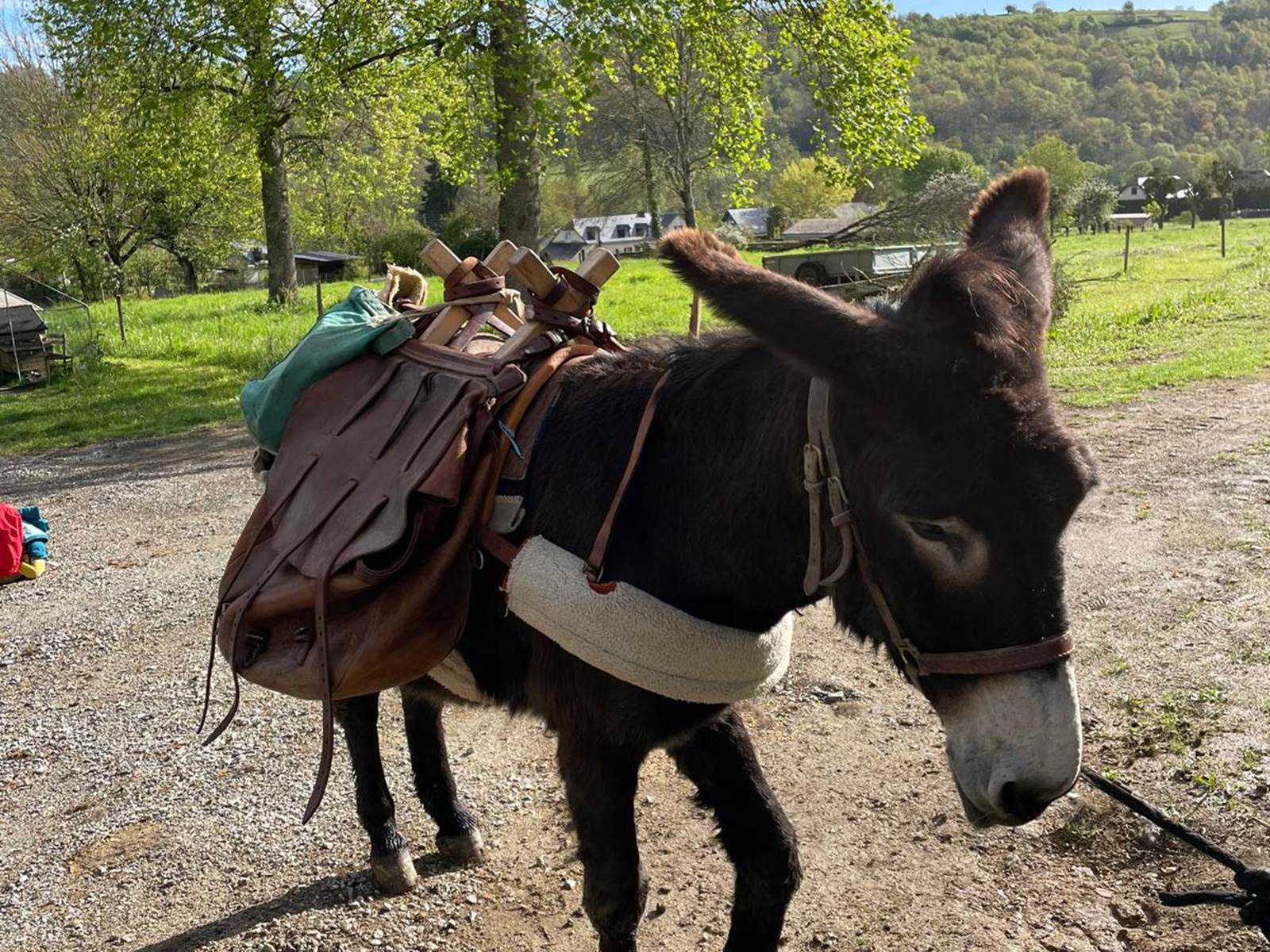Accueil d'ânes-carousel