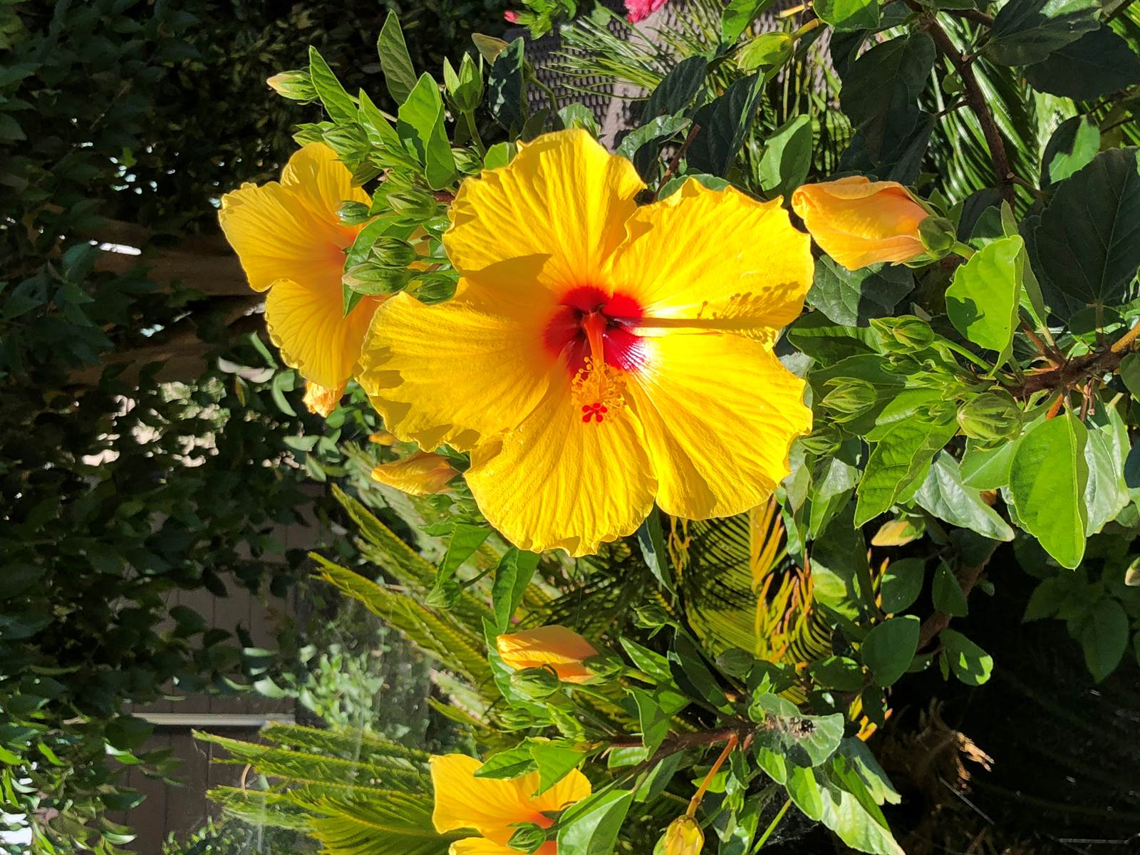Hibiscus du jardin
