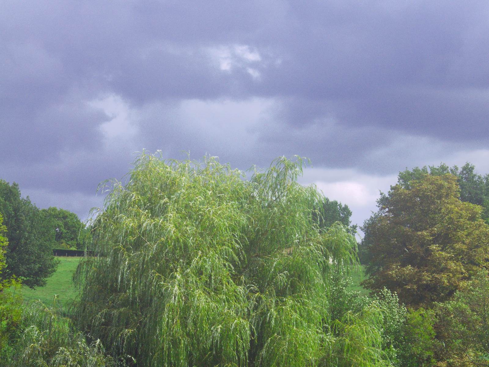 Chevaux bédouins sous votre fenêtre