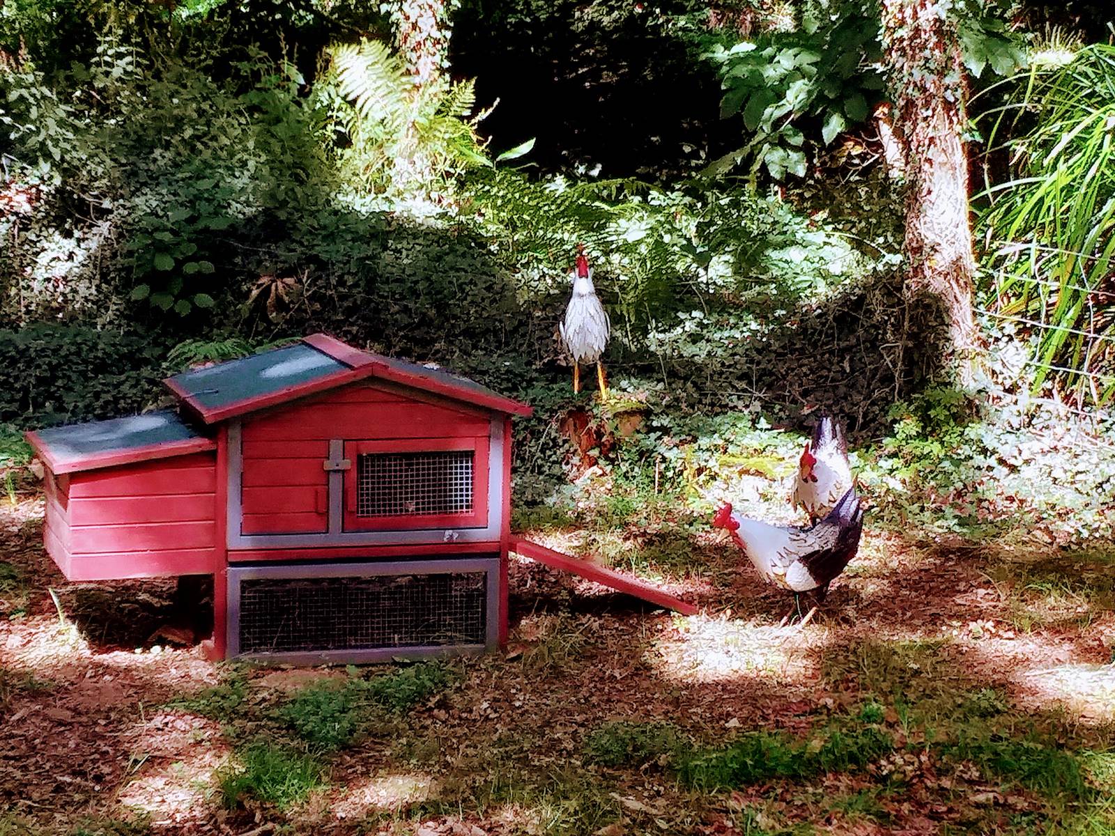 Notre basse-cour-carousel