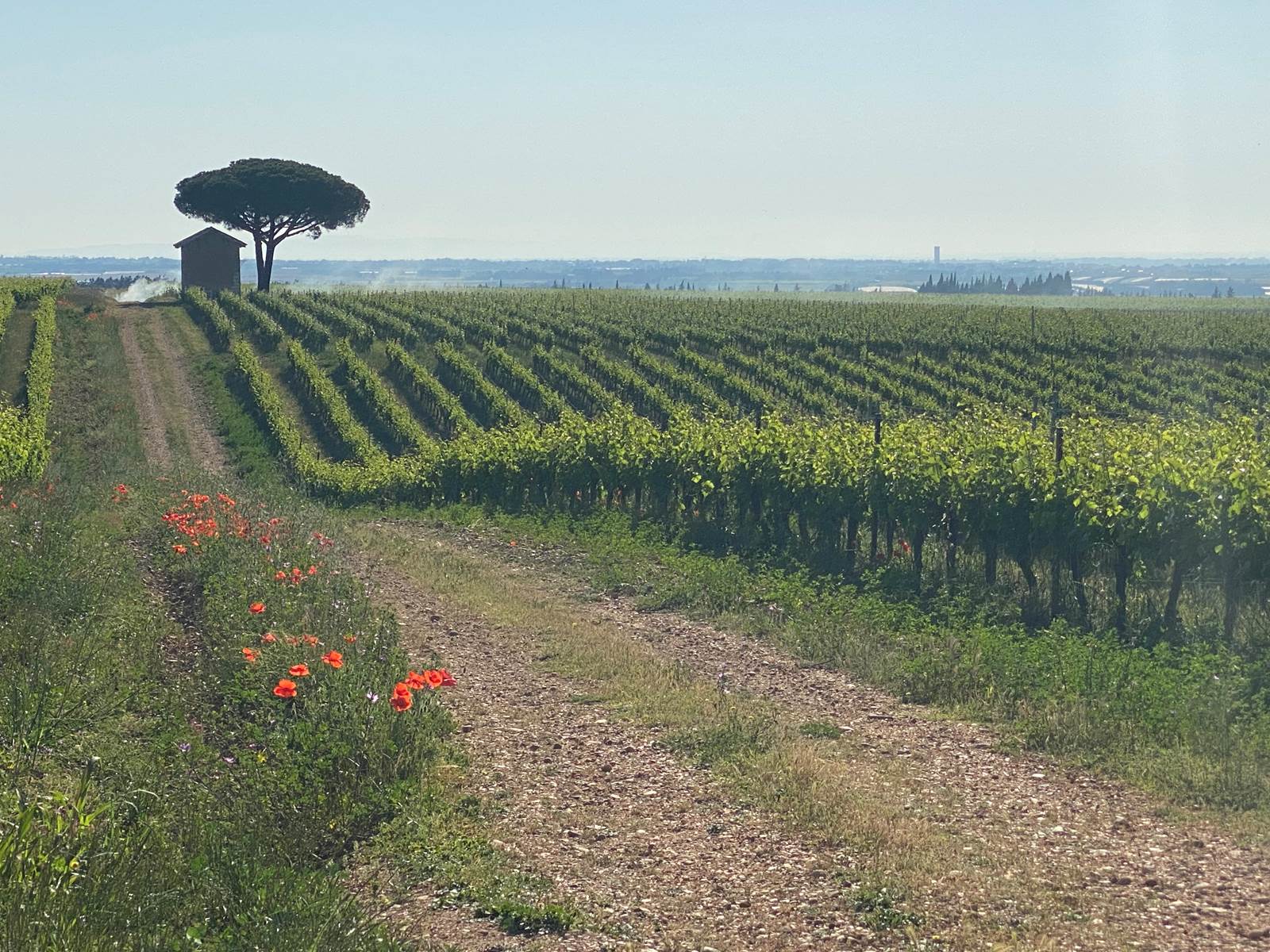 Vignobles des Costières de Nimes