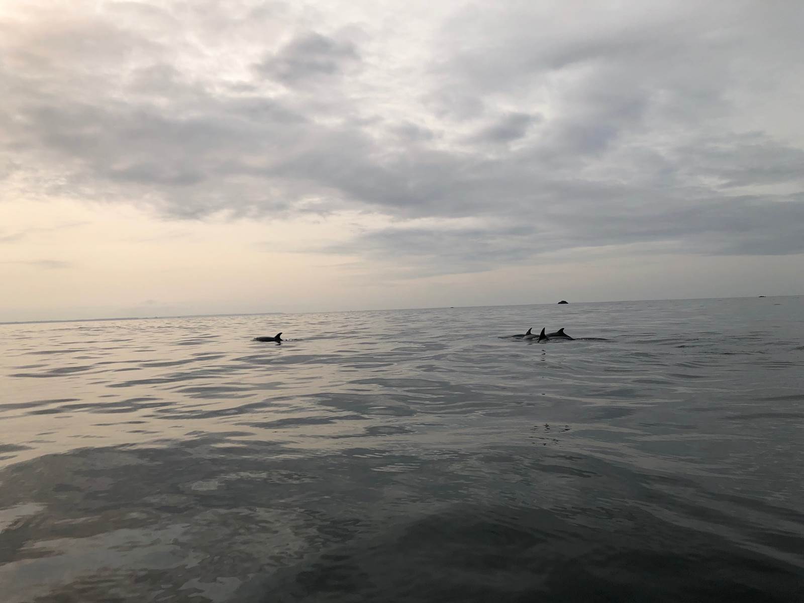 Pied à terre-Finistère Nord-dauphins-mer d'Iroise-Archipel Excursions-Terre d'Iroise