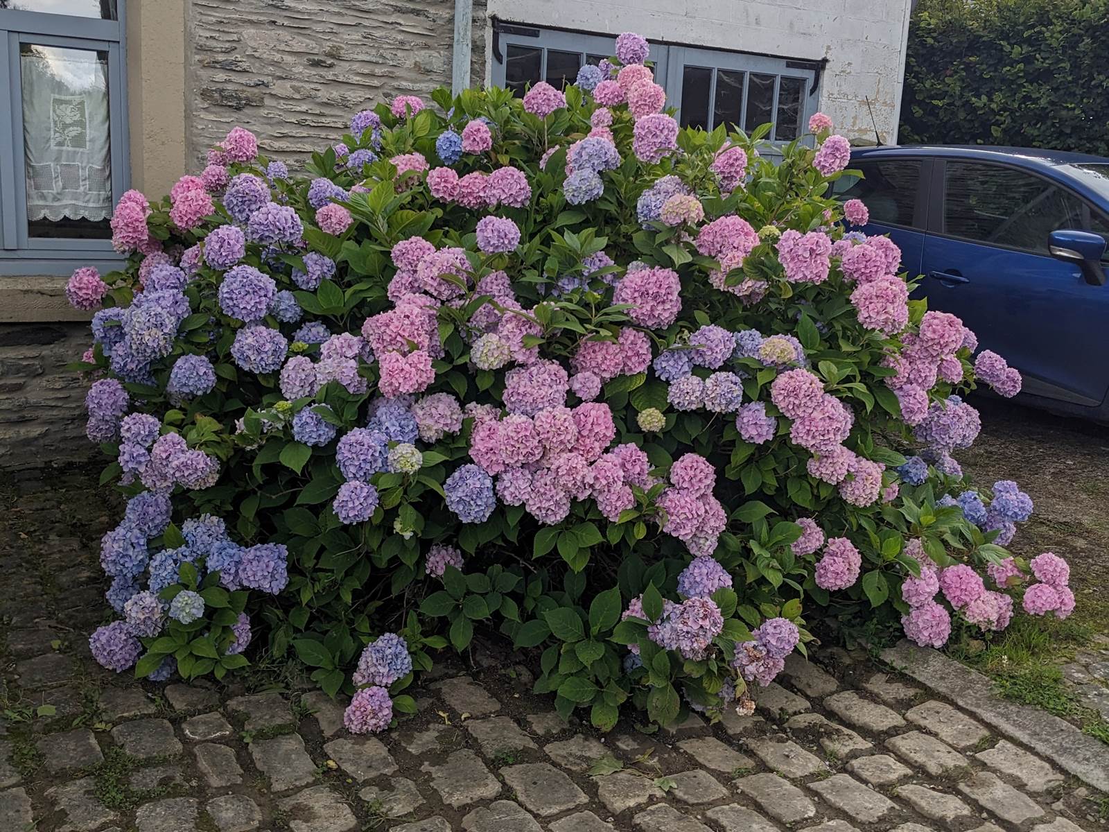 Hortensia devant la maison