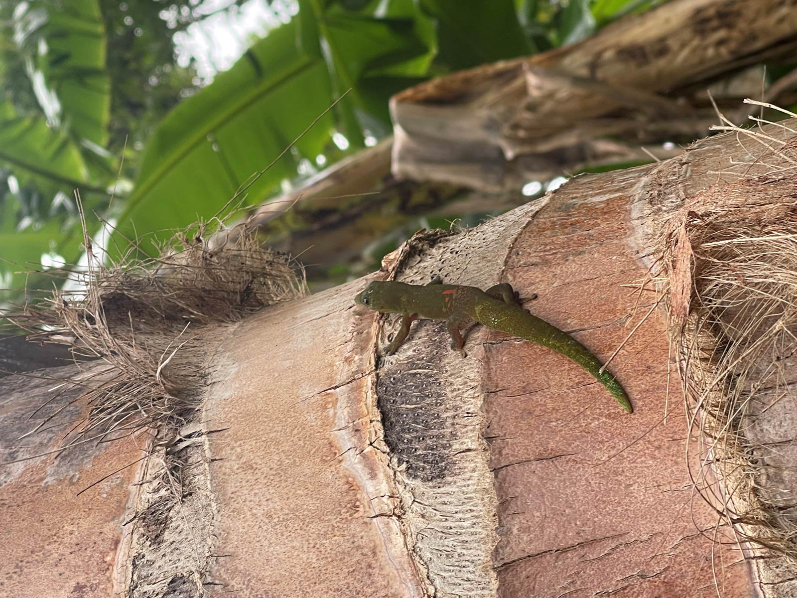 A la rencontre de nos petites bêtes du jardin