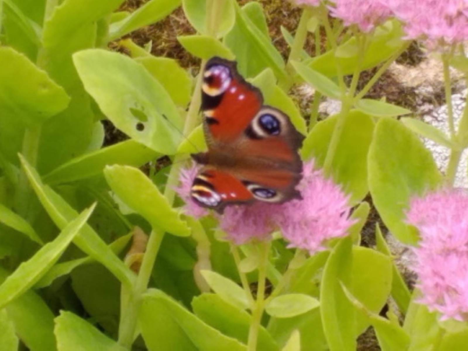 Papillon a admirer au jardin-carousel