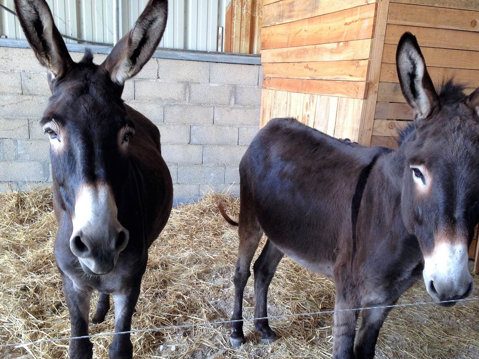 Safran et Lulu-carousel