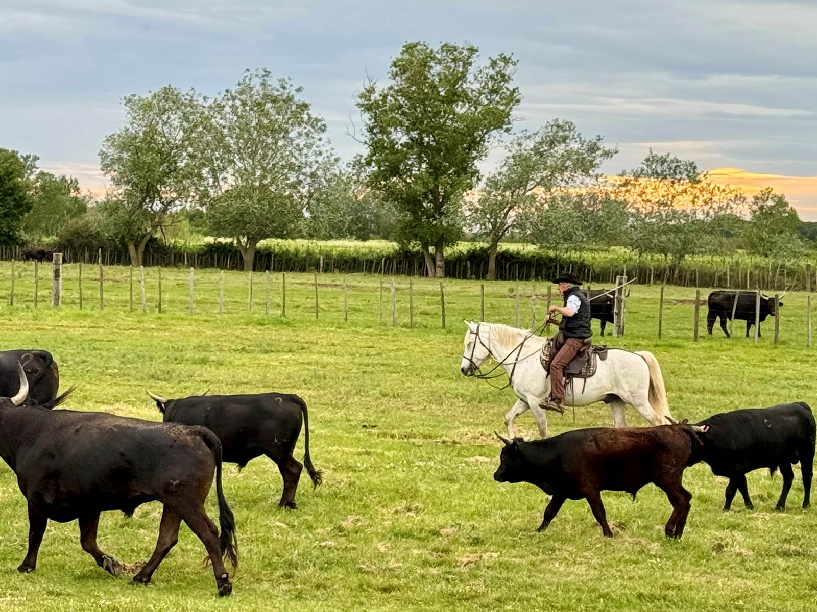 Manade de taureaux chez Martini