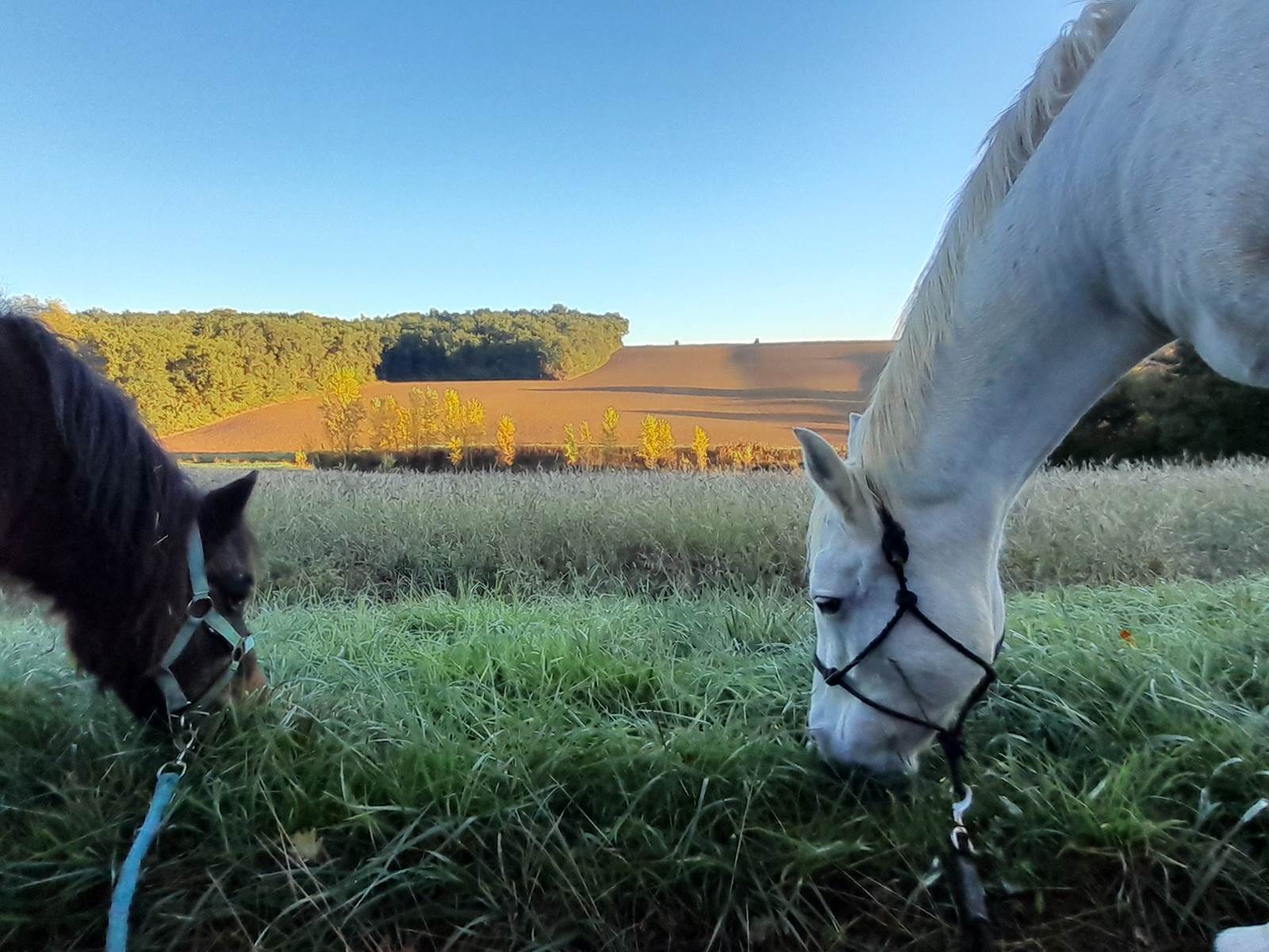 Domaine_de_Calabel©_Pouylebon_vacances_piscine_gers-carousel